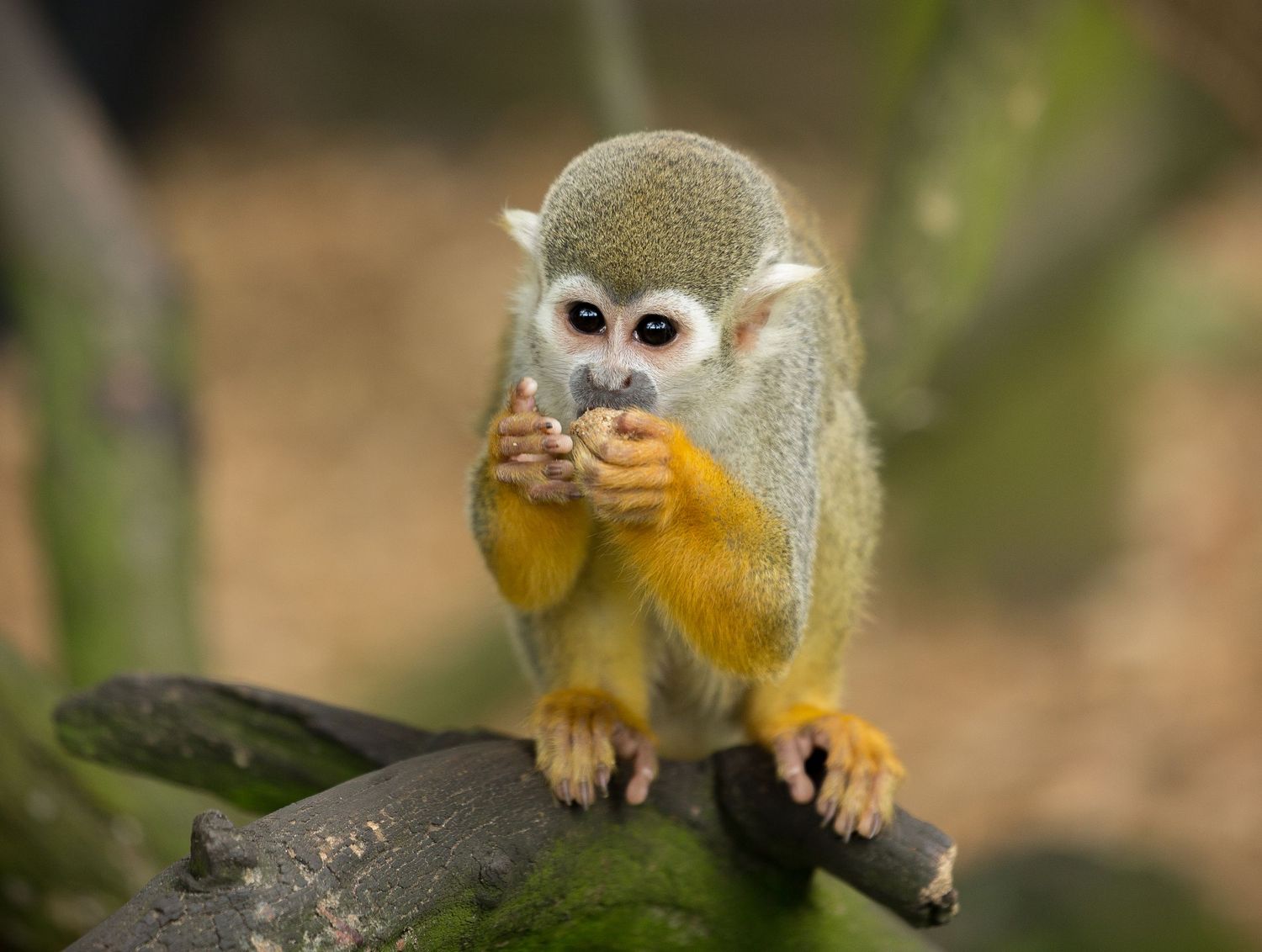 Portrait of a Spider Monkey Woburn Zoo