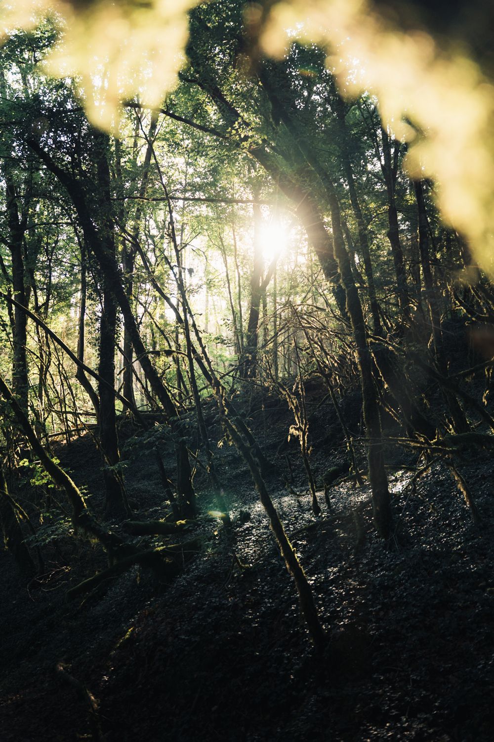 forêt bout du monde chambéry