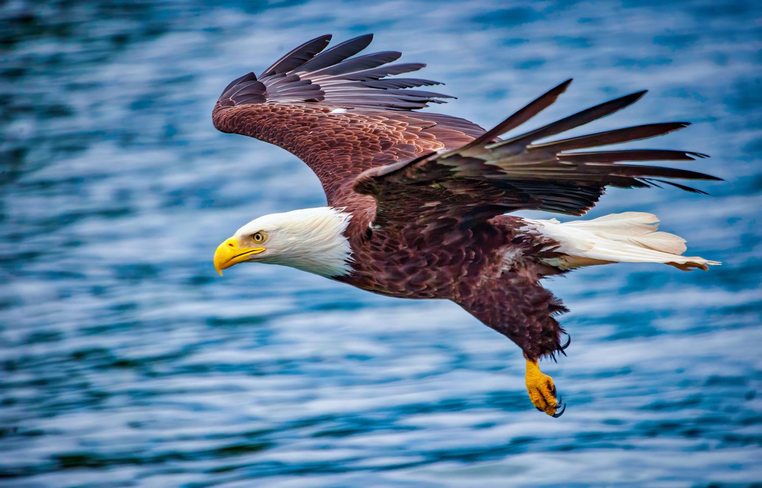 Bald eagle with spread wings soars gracefully over blue water, showcasing its majestic flight pattern in multiple frames.