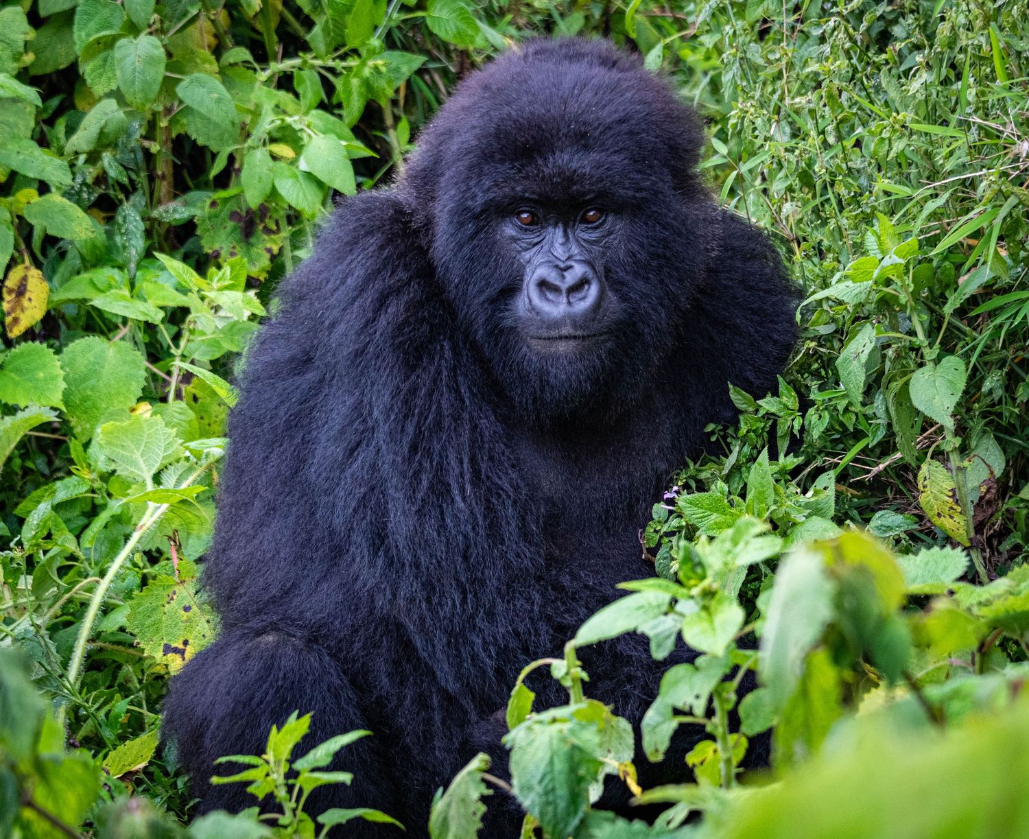Mountain gorilla sits among lush green vegetation in a tropical rainforest setting.