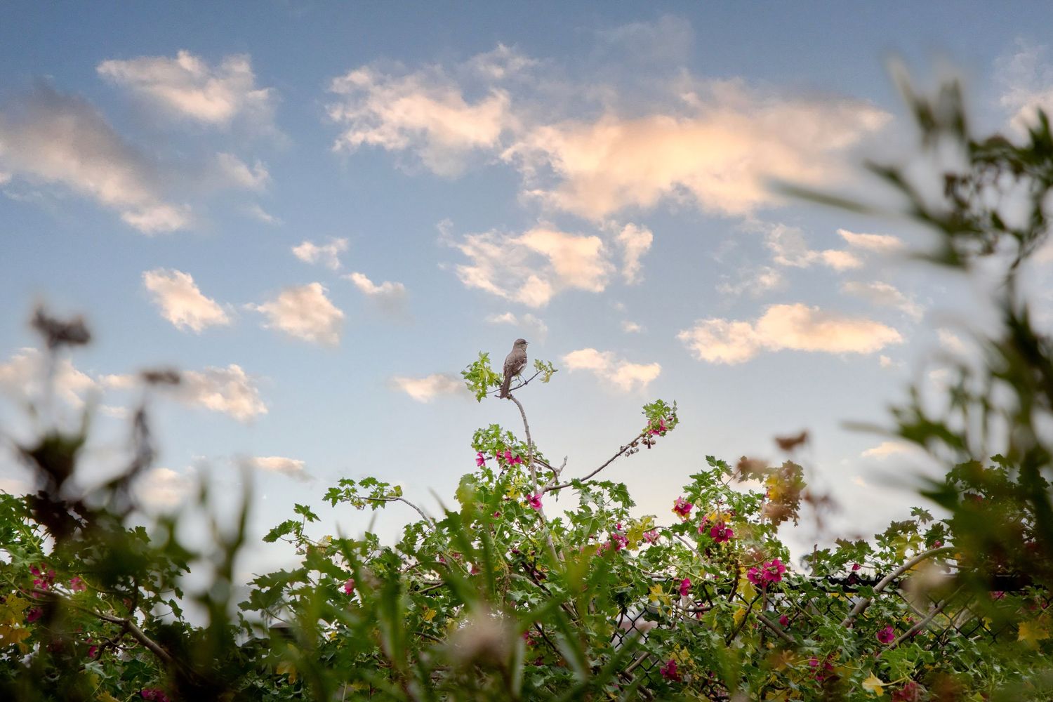 Small bird perched on blooming wildflowers against a blue sky with scattered clouds.