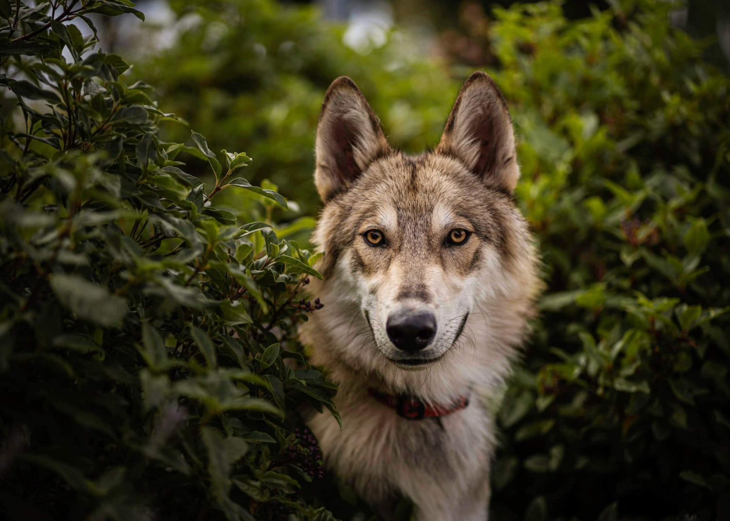photographe chien
séance photo chien
photographie animaux de compagnie
portrait de chien
photo chien extérieur
photographe Drôme Valence