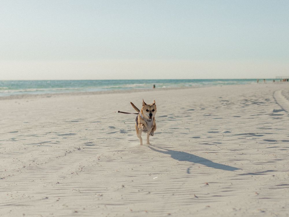 A person and dog cast long shadows while walking together on a pristine white sandy beach at sunset.