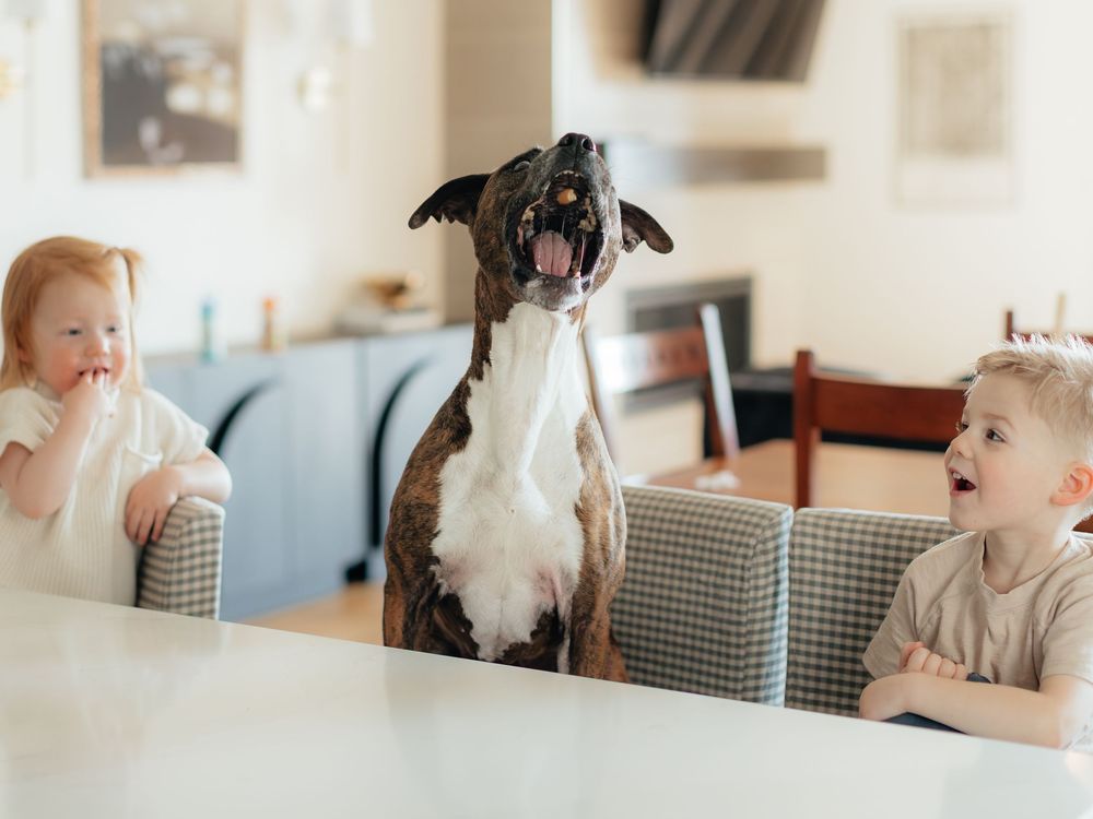 A series of candid lifestyle photos showing playful interactions between a dog and child in a home setting.