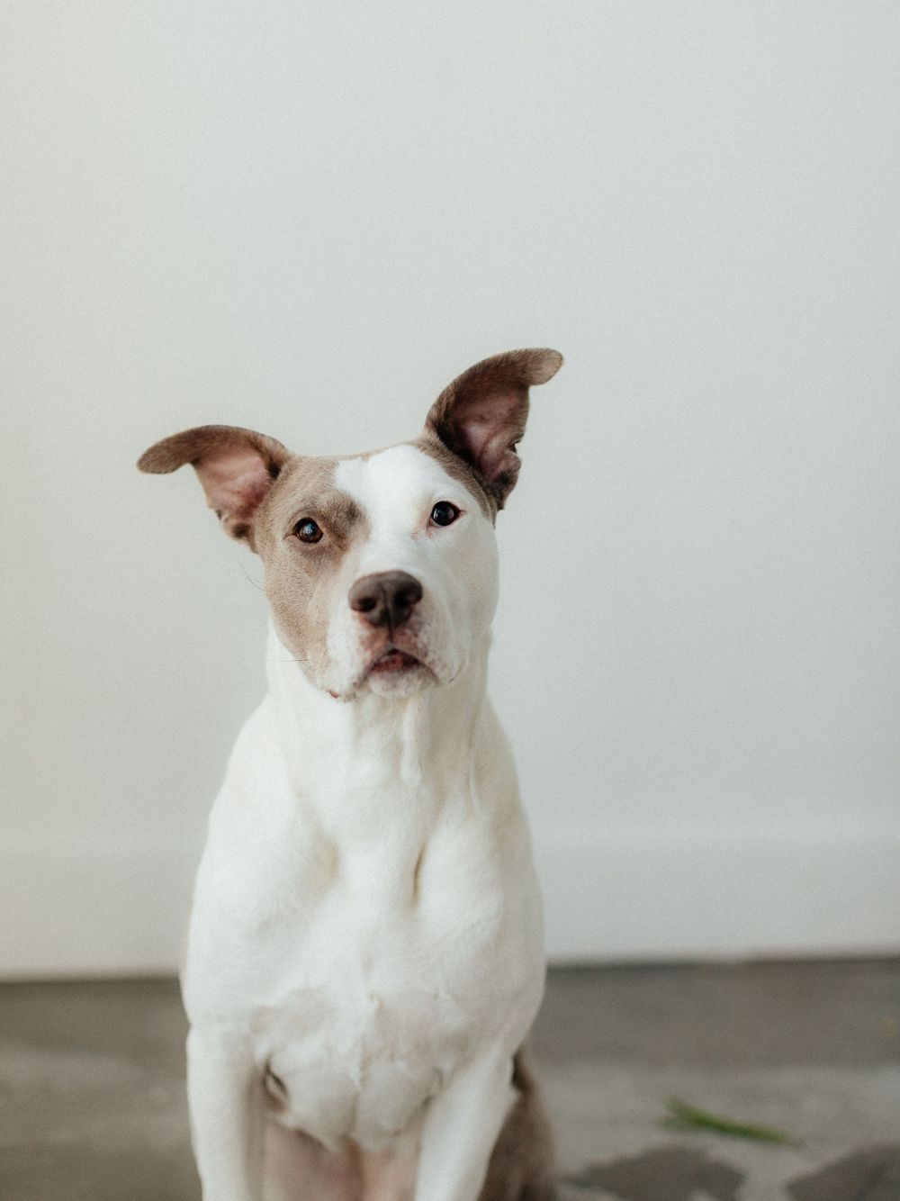White and brown Pit Bull terrier dog sitting attentively against a light gray background.