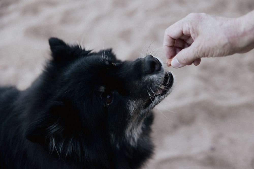 A hand offers a treat to a black dog with soft fur in close-up view against a blurred background.