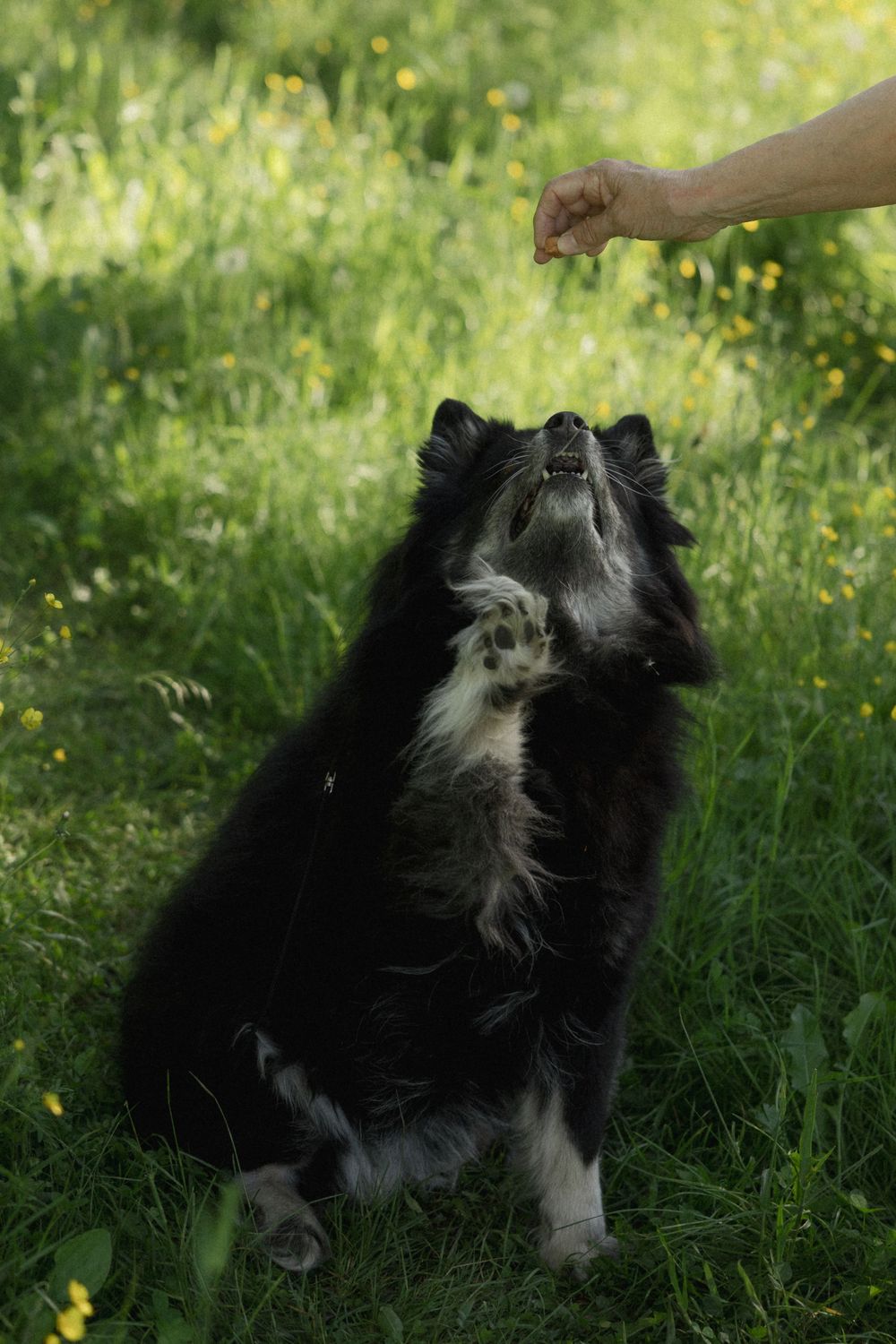Black and white dog looking up at a hand offering a treat in a grassy meadow with yellow flowers.