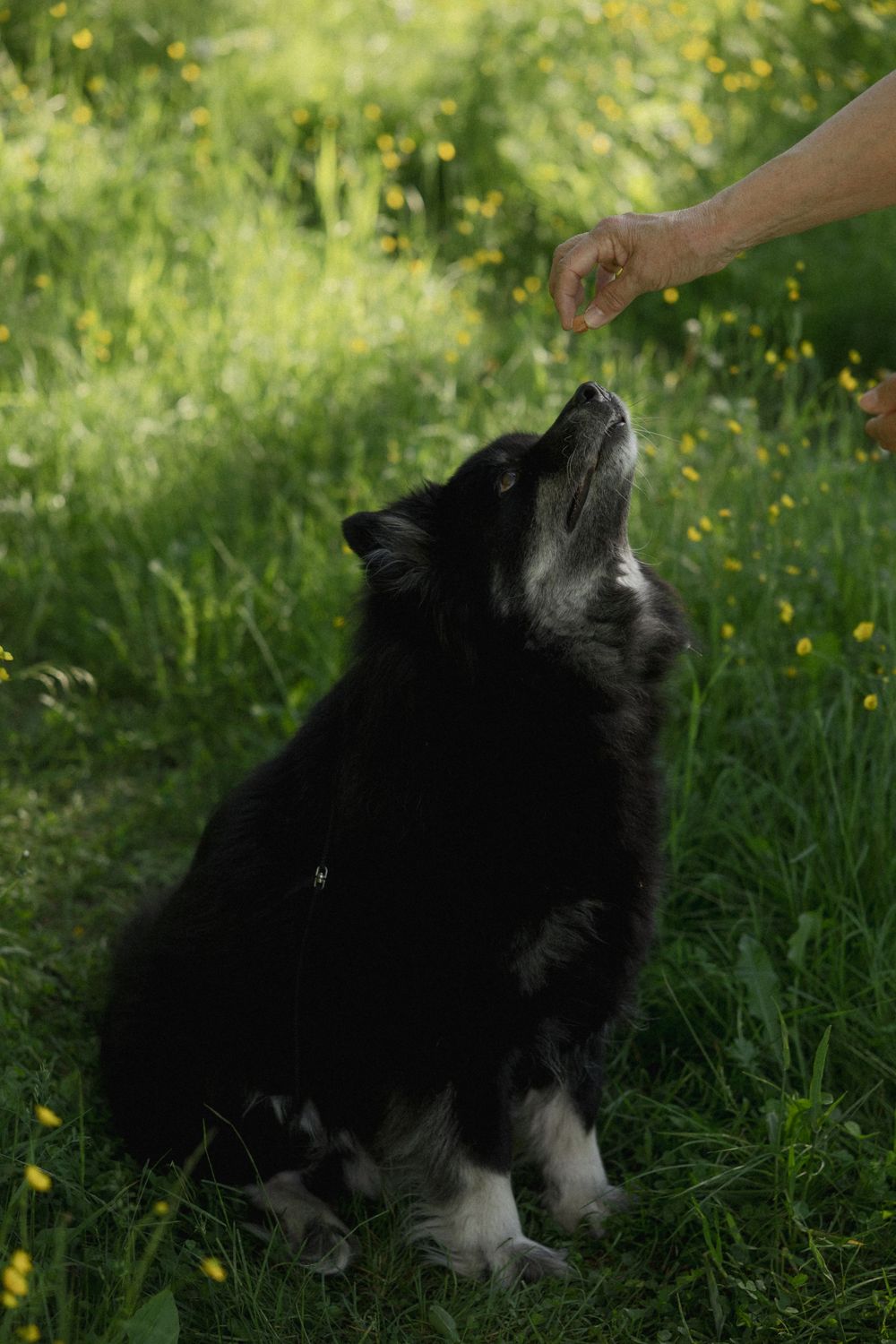 Black and white dog looking up at a treat-offering hand against a green grassy background with yellow flowers.