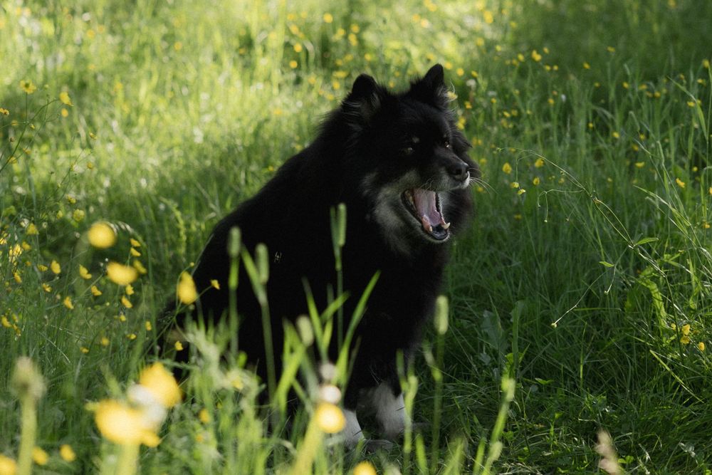 Black dog yawning in a sunny meadow with yellow wildflowers on a bright summer day.