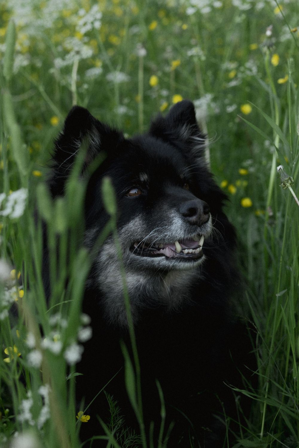 A black fluffy dog smiling contentedly while sitting in tall grass with yellow wildflowers.