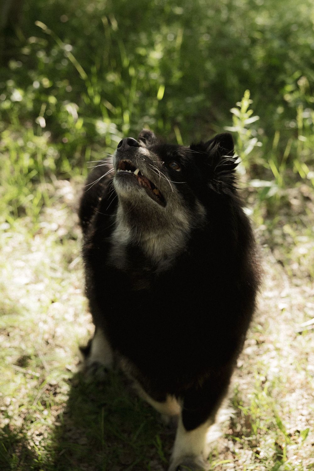 A black and white dog looking up cheerfully in a sunlit garden with green vegetation.