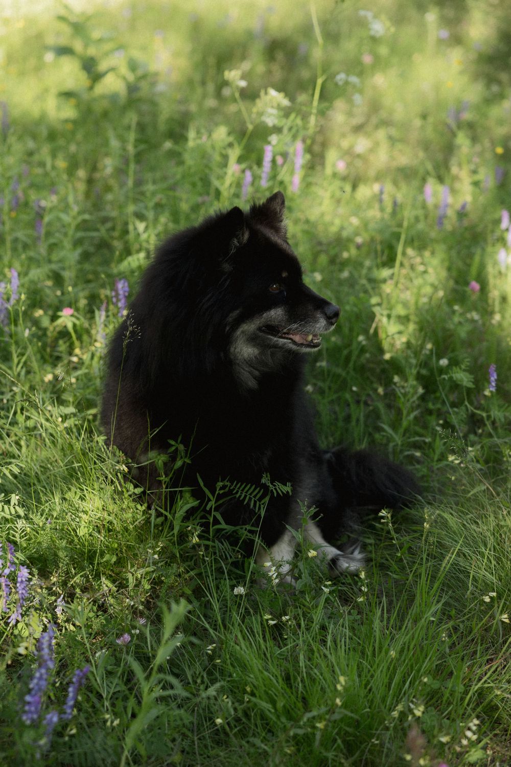 Black dog with white chest relaxing among purple wildflowers in a sunny forest clearing.