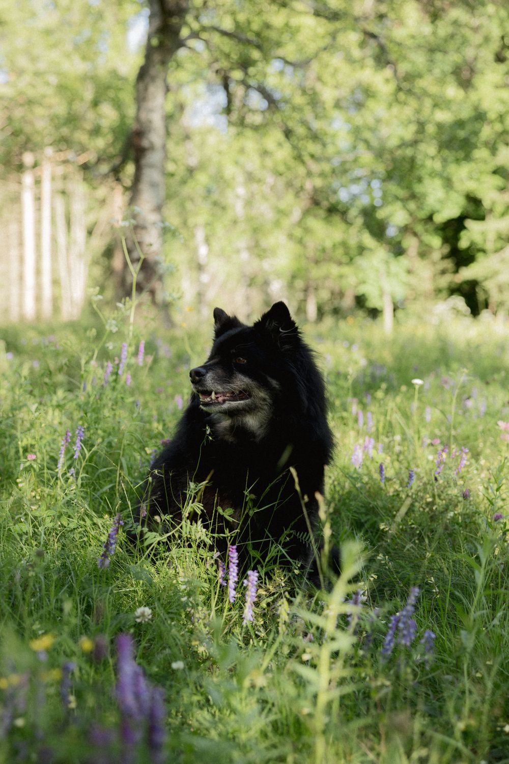 Black dog sitting in a meadow with purple wildflowers and green grass in the background.