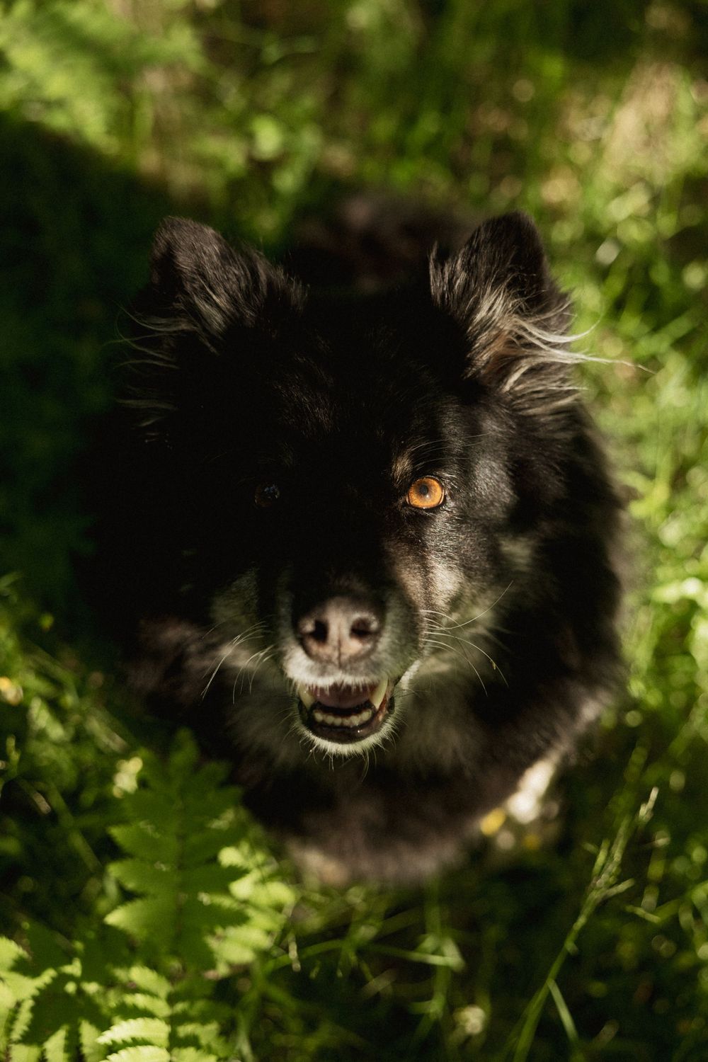 Close up portrait of a black fluffy dog with amber eyes smiling at camera in sunlit garden setting.