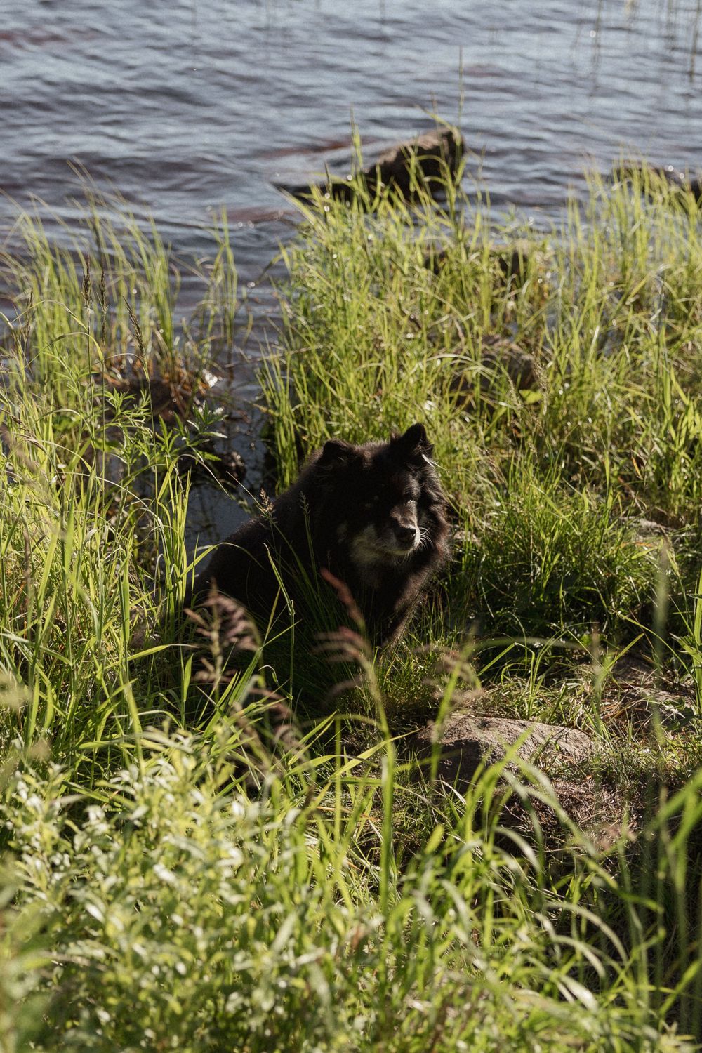 A black cat sits among tall grass by the water's edge, surrounded by natural waterfront vegetation.