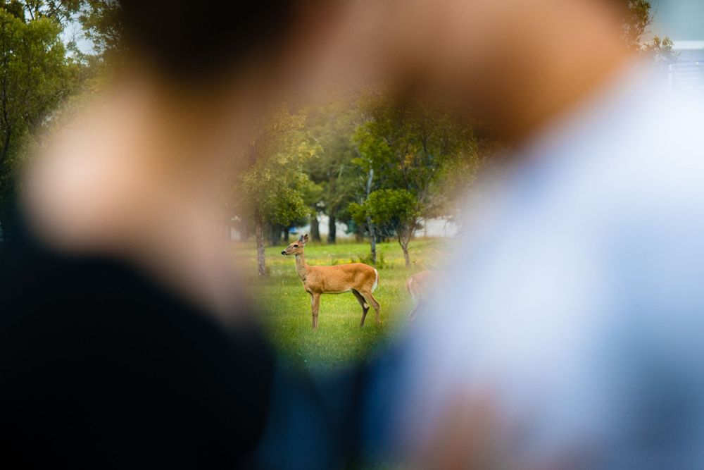 A deer appears in focus between blurred foreground figures in a park setting.
