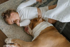 A brown and white bulldog snuggles on a carpet with someone wearing a white shirt.
