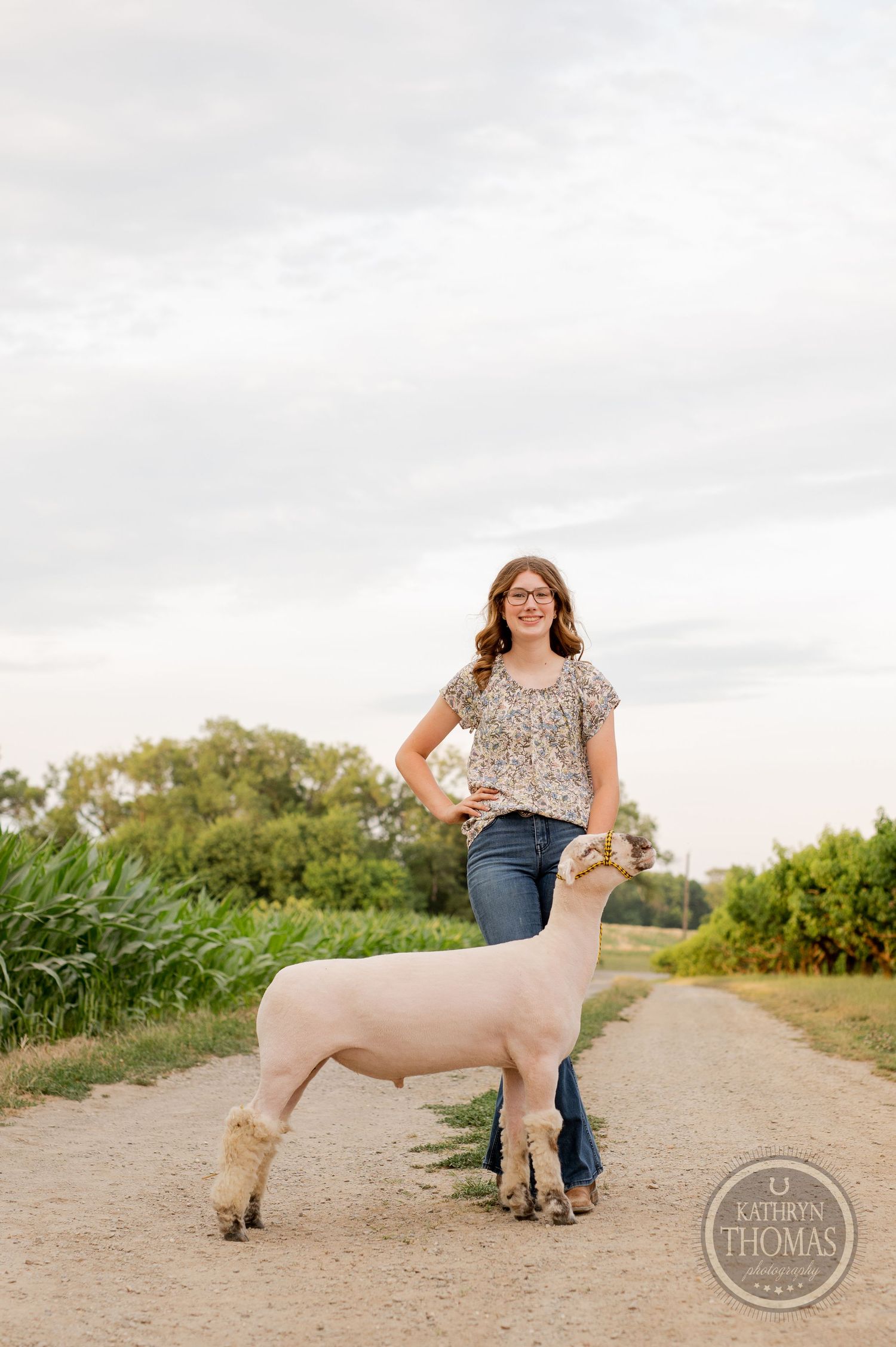 A well-groomed sheep stands confidently on a country path surrounded by greenery.