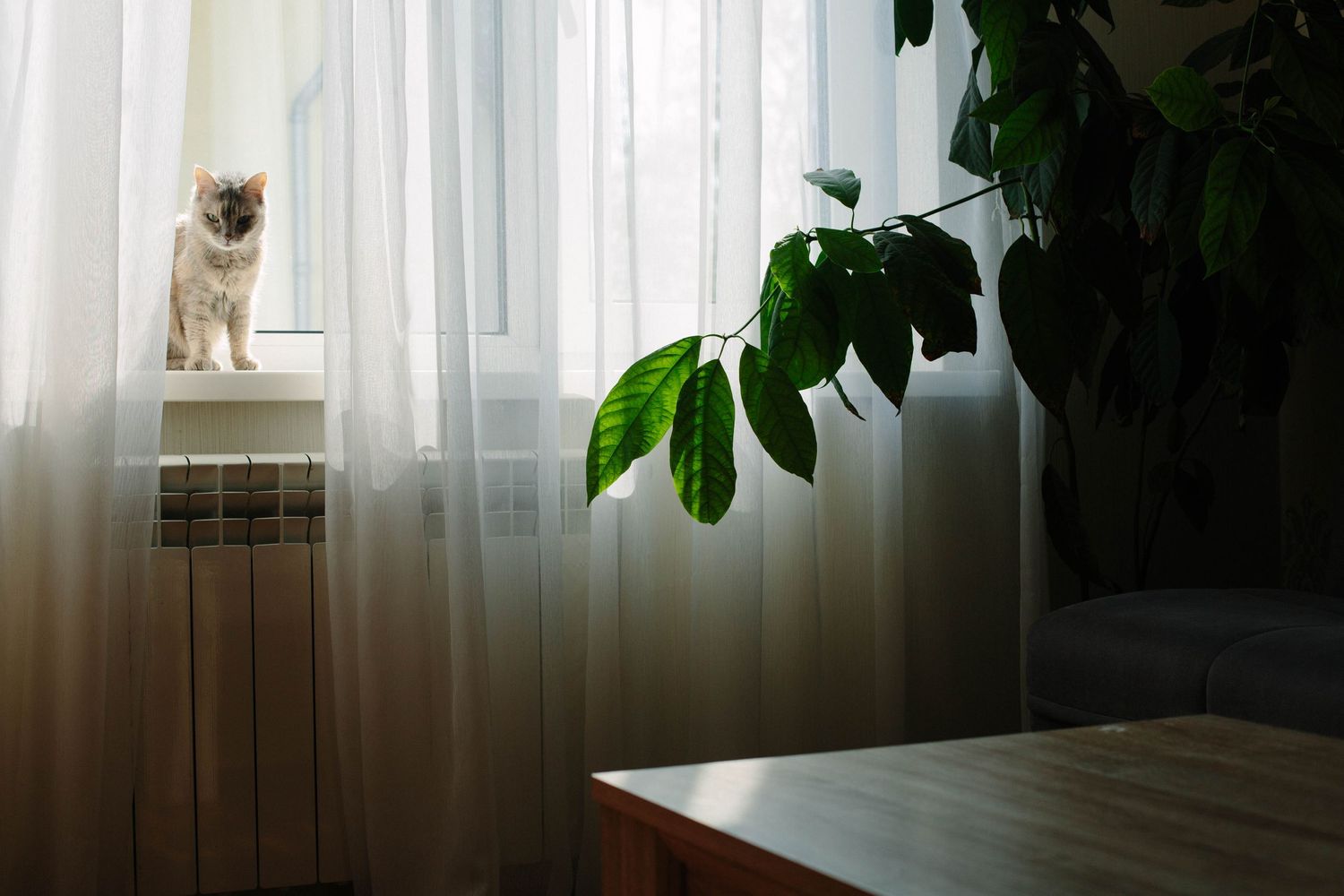 cat on windowsill