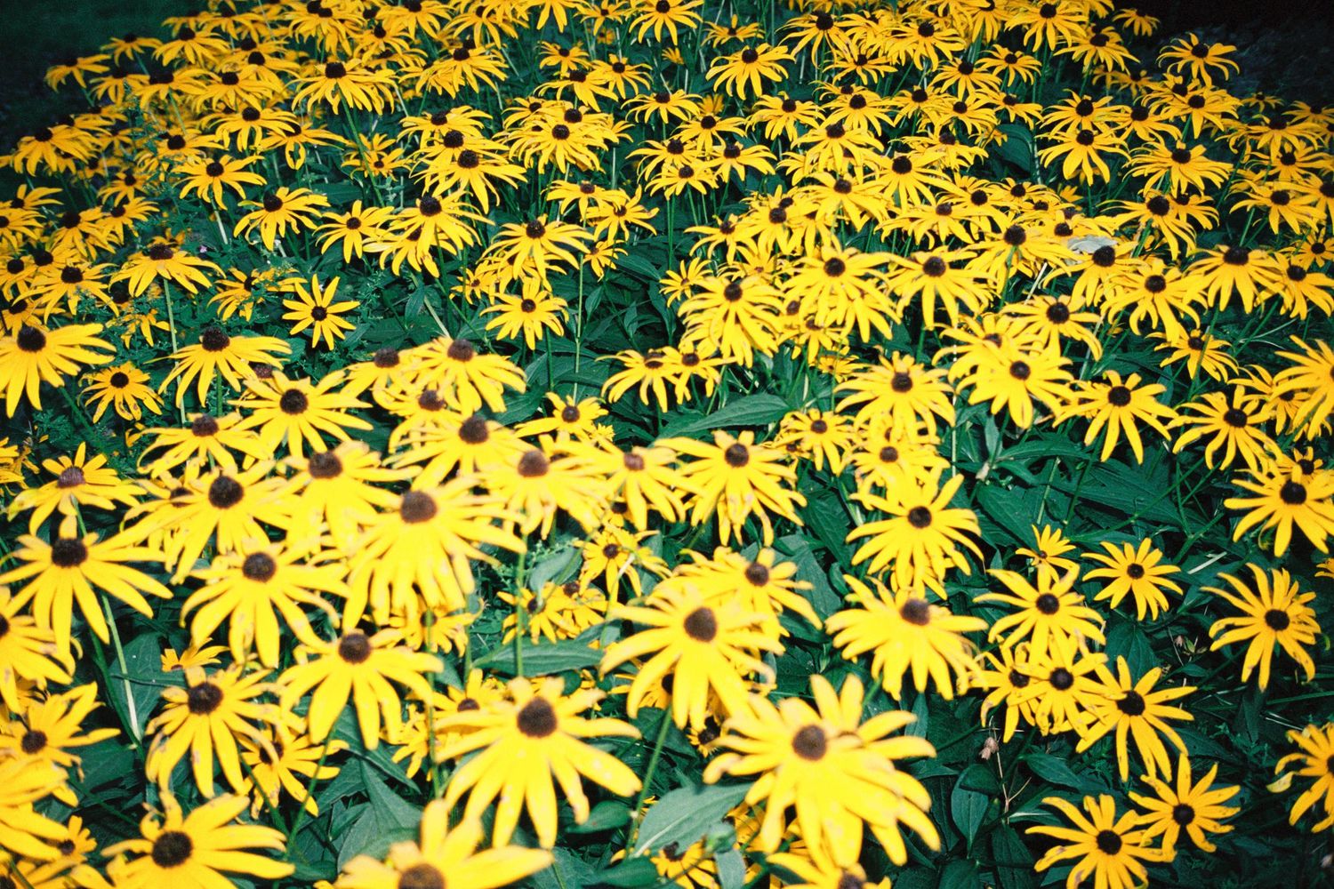 Backyard photograph of black eyed susan flowers in Portland, Maine.