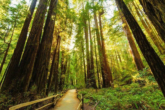 Sunlit redwood forest path with towering trees and lush ferns in Muir Woods, California.