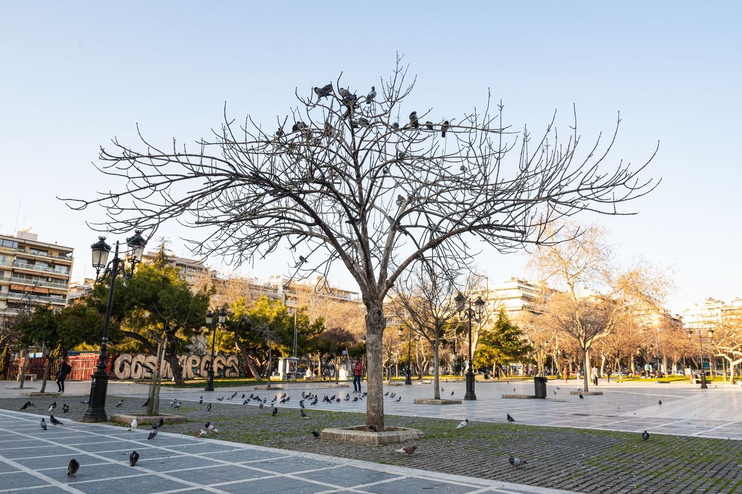 A bare winter tree stands in an urban plaza with buildings and palm trees visible in the warm evening light.