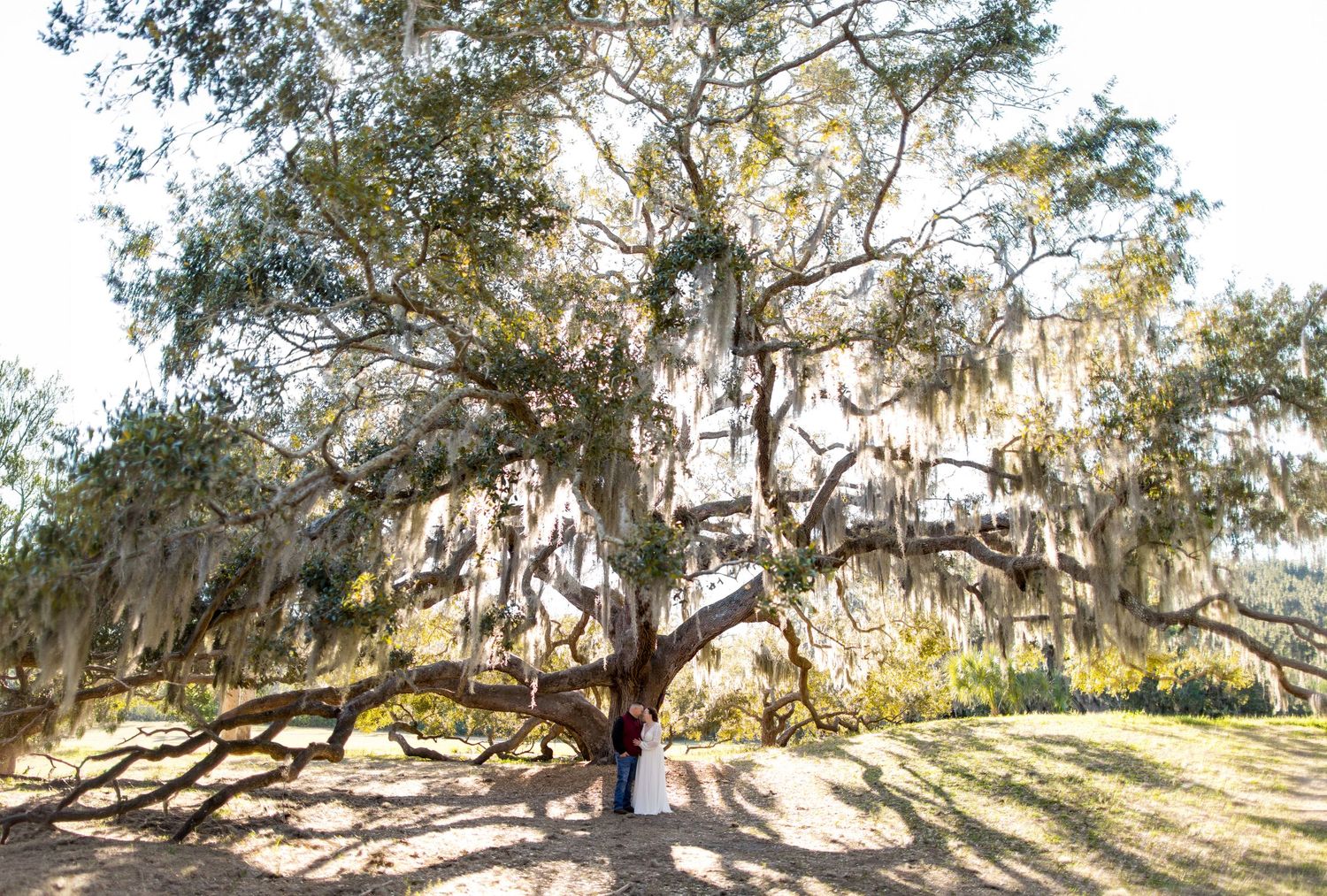 A panoramic view of a twisted oak tree with sprawling branches against a bright sunlit sky in a natural setting.