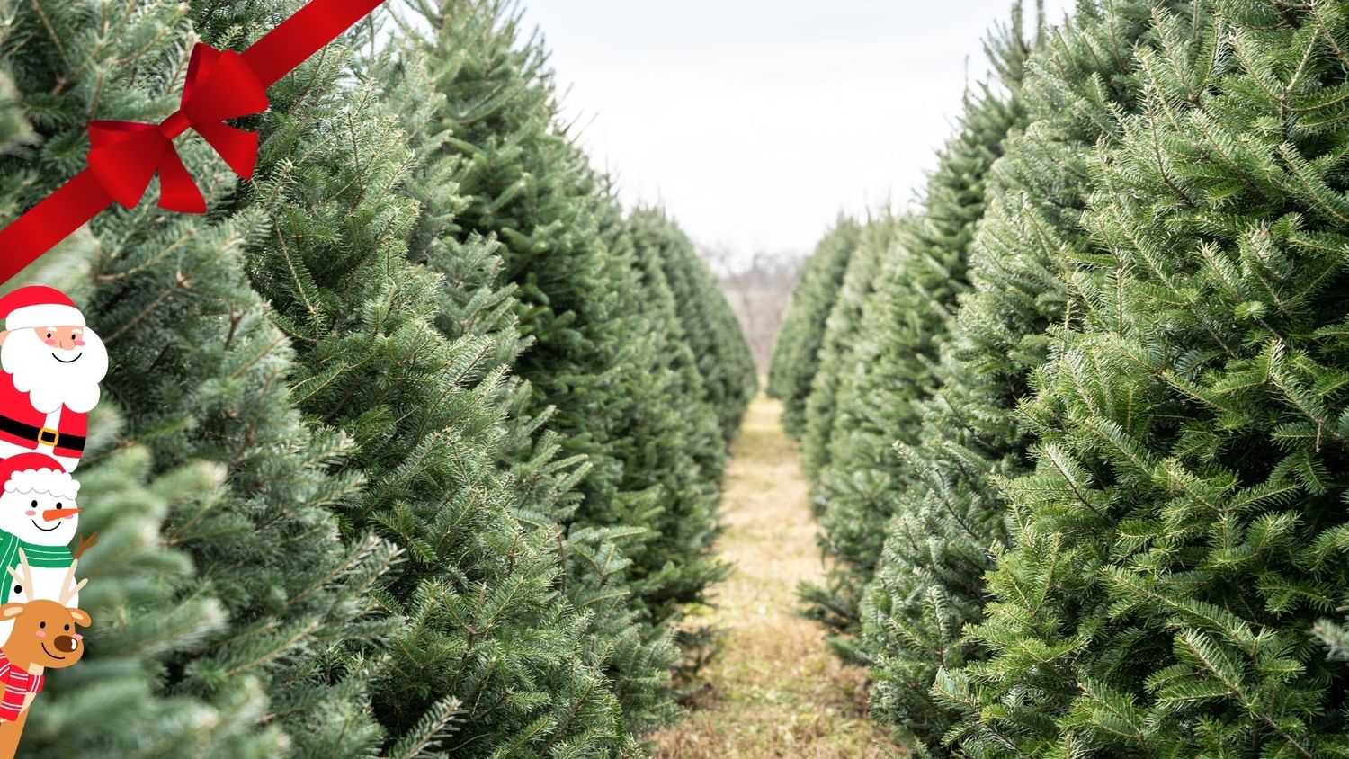 Melbourne Christmas Tree Farm picnic themed mini photo session taken by Melbourne family photographer.