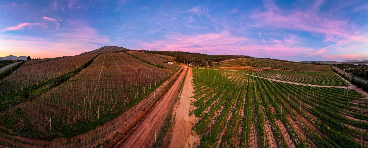 Panoramic aerial view of rolling vineyard hills at sunset with dramatic purple and pink sky.