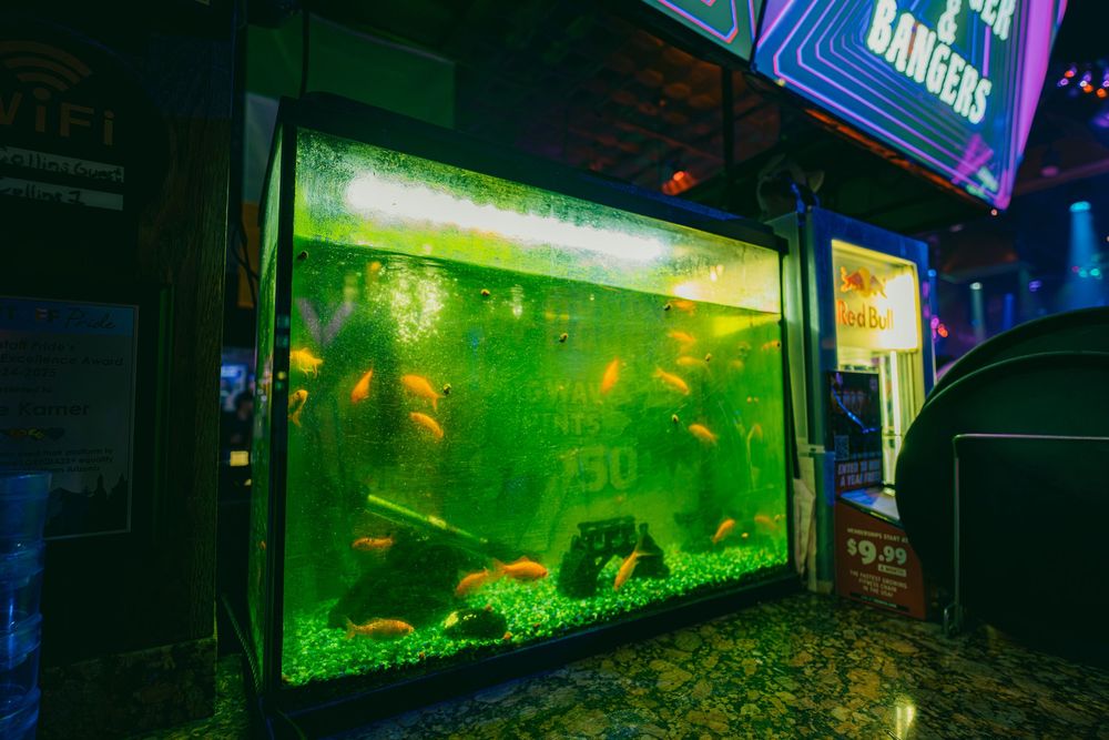 Large illuminated aquarium tank with tropical fish glows with green light outside a storefront at night.