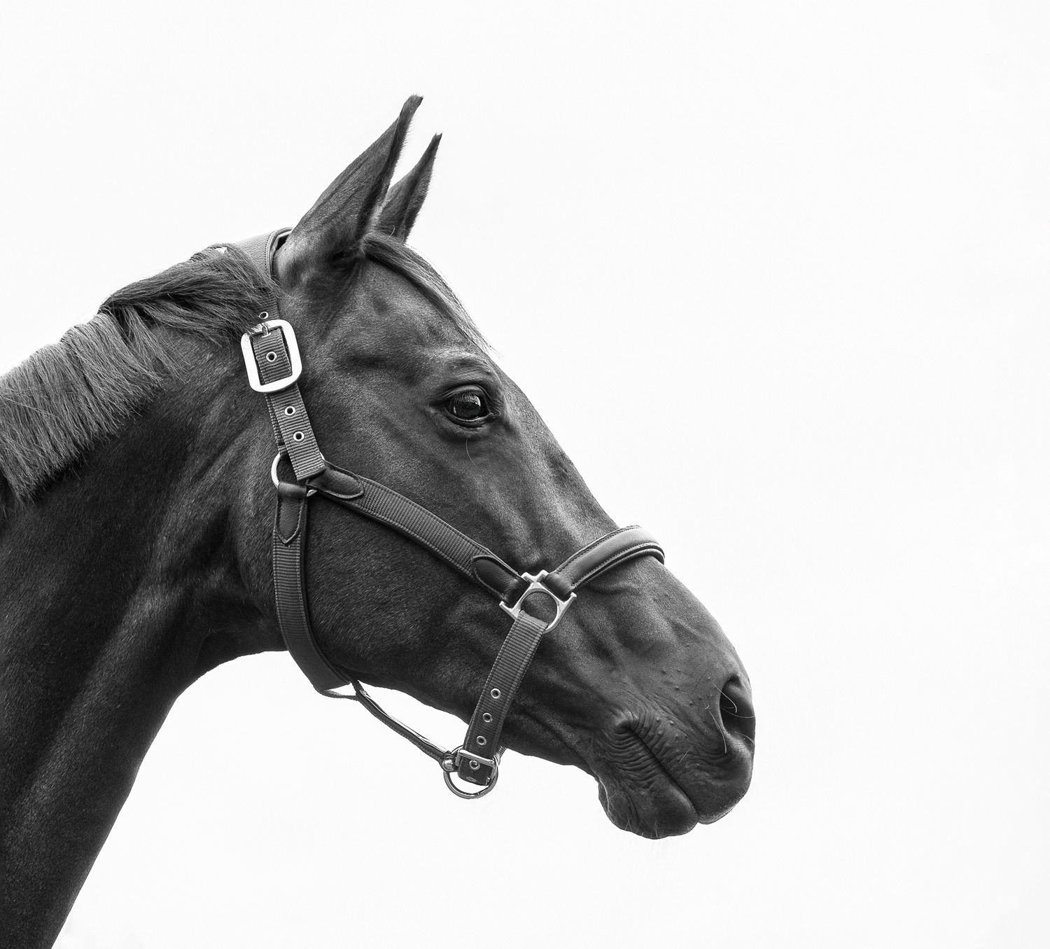 BLACK AND WHITE FINE ART PRINT OF HORSE HEAD
