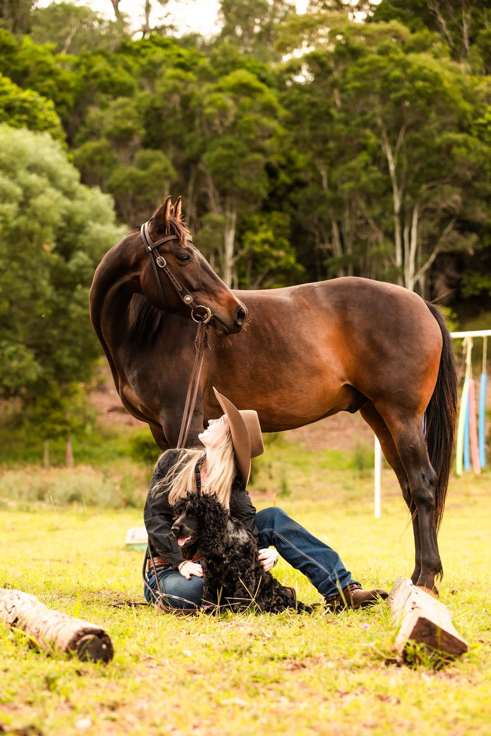 A sequence of photos showing a brown horse lying down in a grassy field with a black dog nearby.