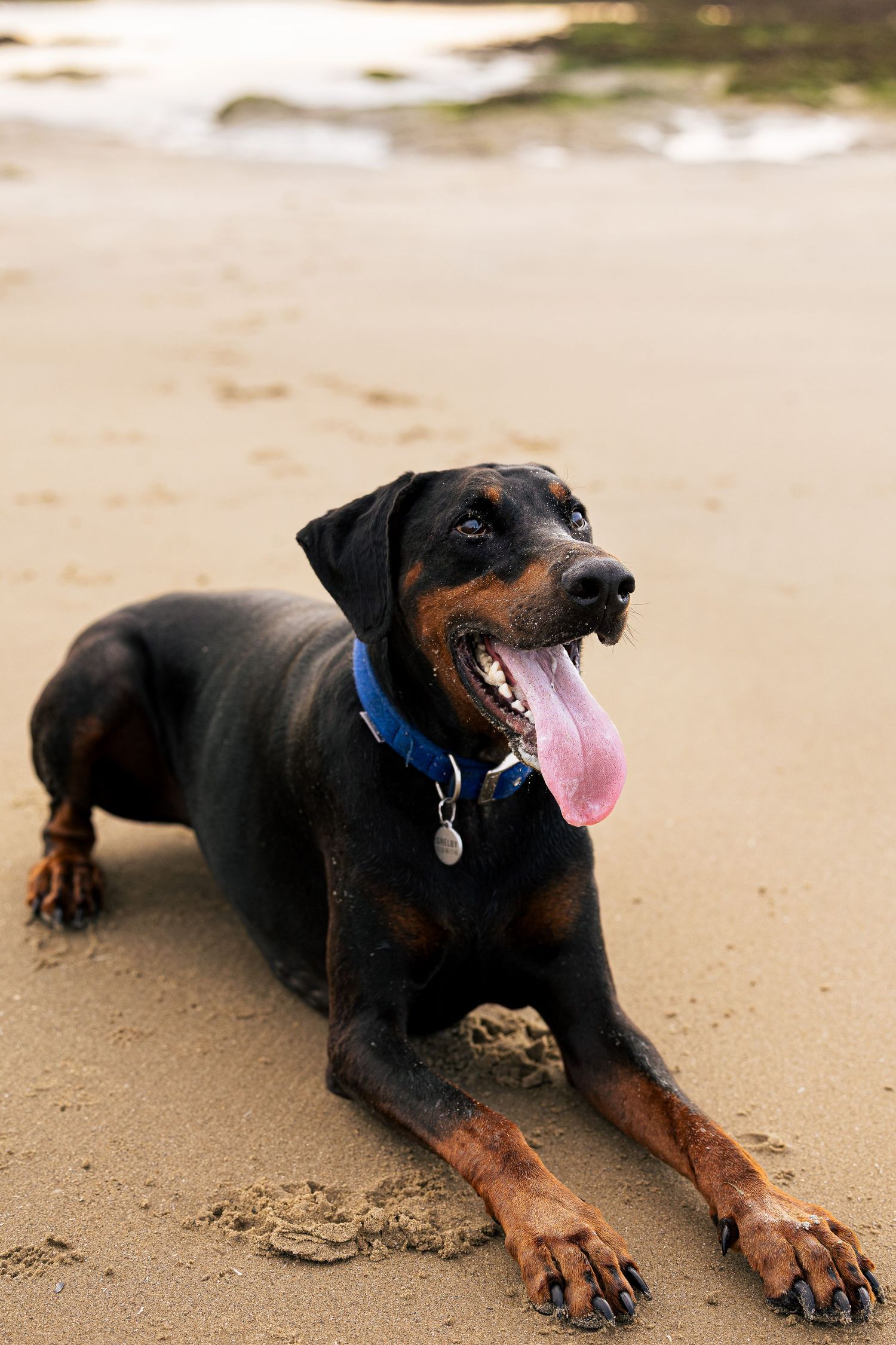 Dobermann noir et feu se tenant fièrement sur le sable dans les Hauts-de-France