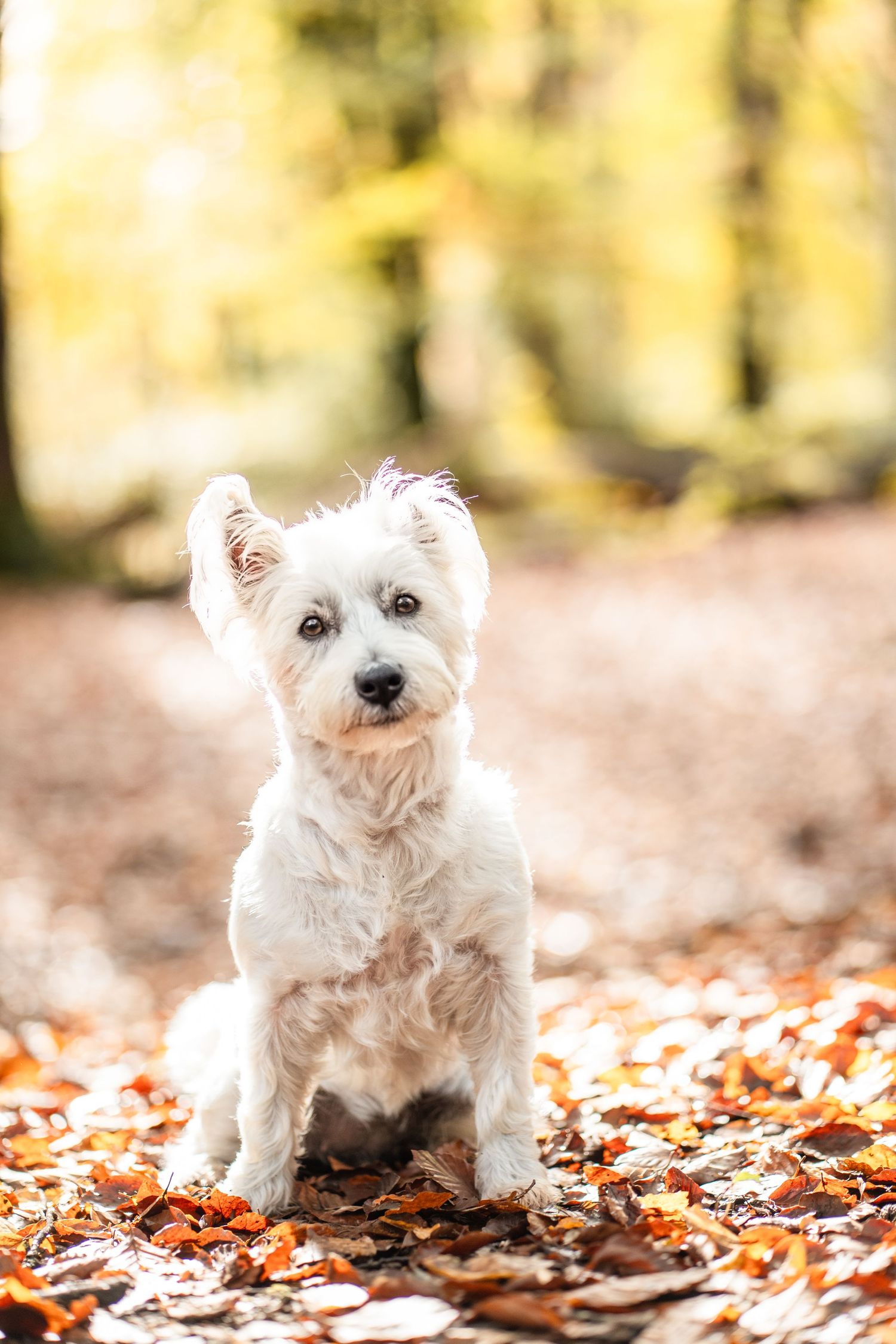 A black flat-coated retriever sits in autumn leaves with golden bokeh background.