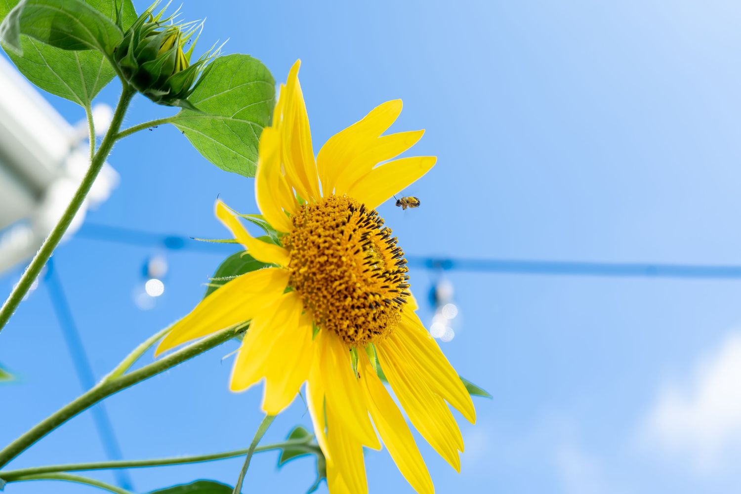 Vibrant yellow sunflower blooms against bright blue sky with green leaves in soft focus background.