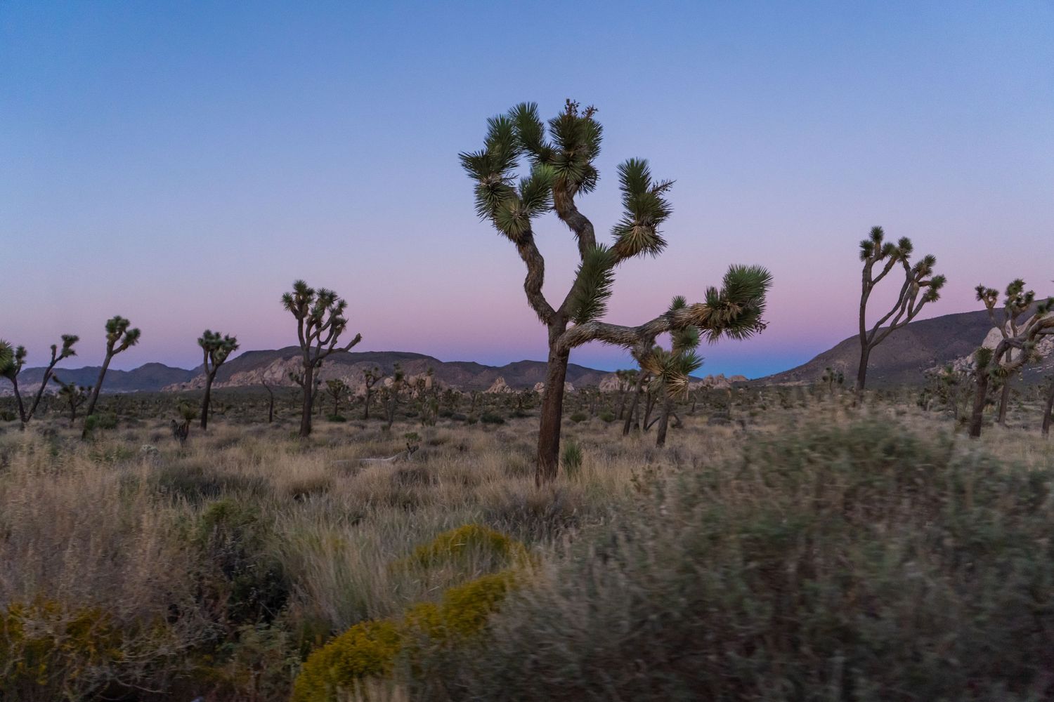 Joshua trees silhouetted against a purple twilight sky in Joshua Tree National Park desert landscape.