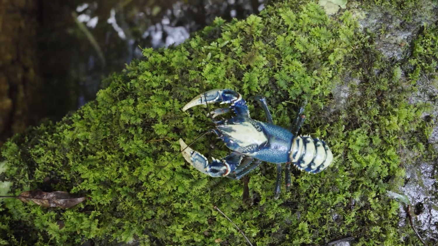Lamington Spiny Crayfish, Queensland Australia