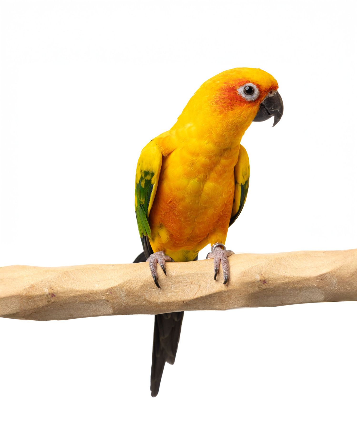 White background studio portrait of a sun conure for wall art or commercial bird website or products Copyright Amanda Barr Photography