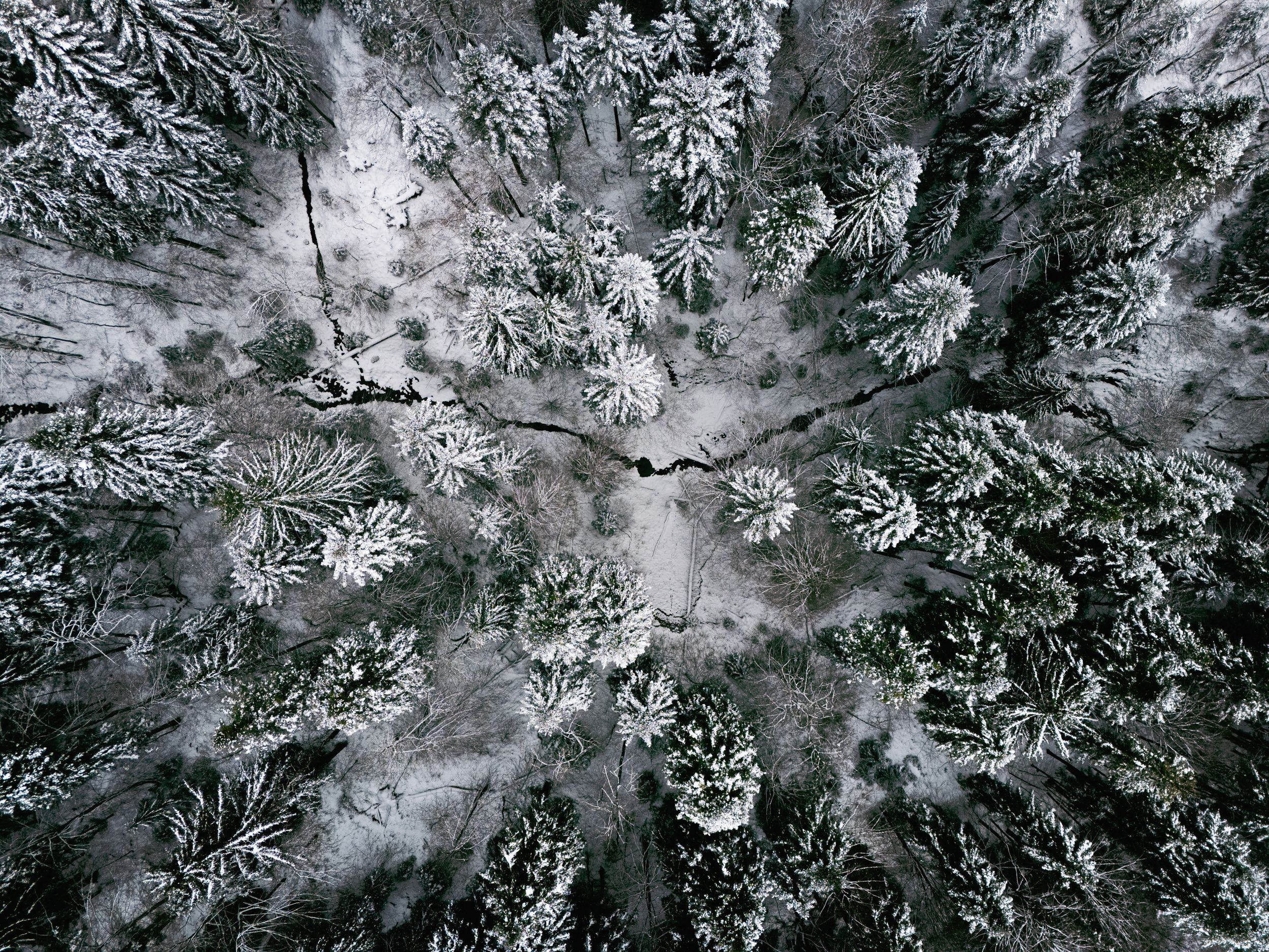 Aerial view of snow-covered pine forest creating a mesmerizing pattern from above.