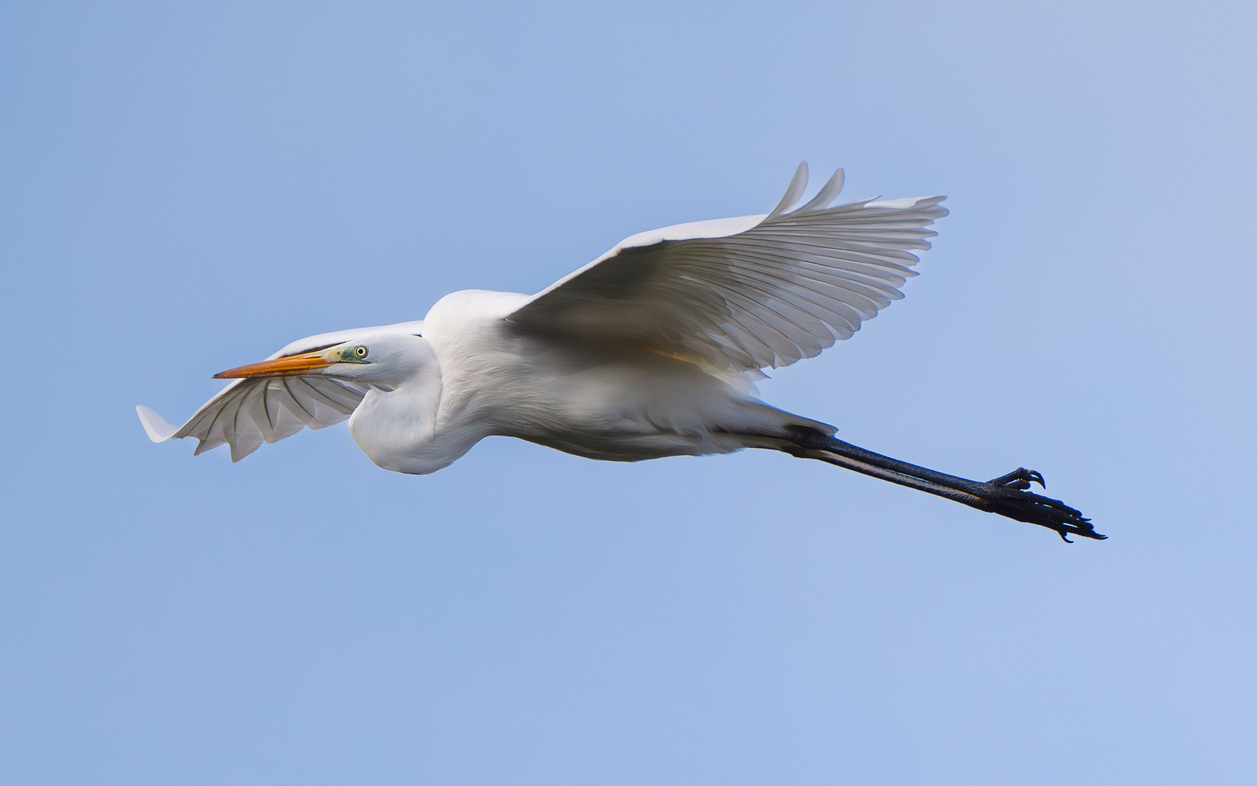 A white egret soars gracefully through a clear blue sky with wings fully extended.
