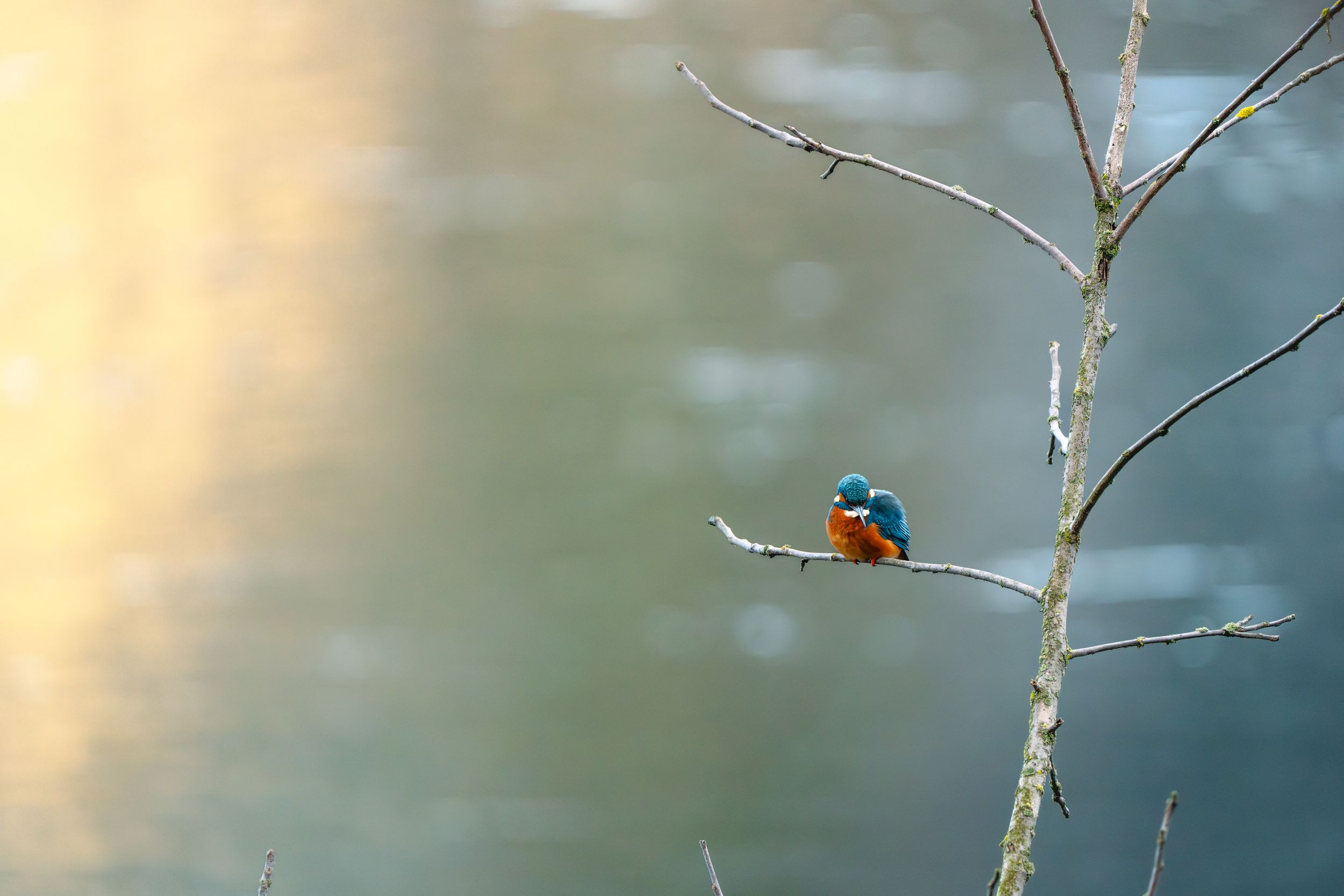 A vibrant kingfisher perches on a bare branch against a soft blurred background.