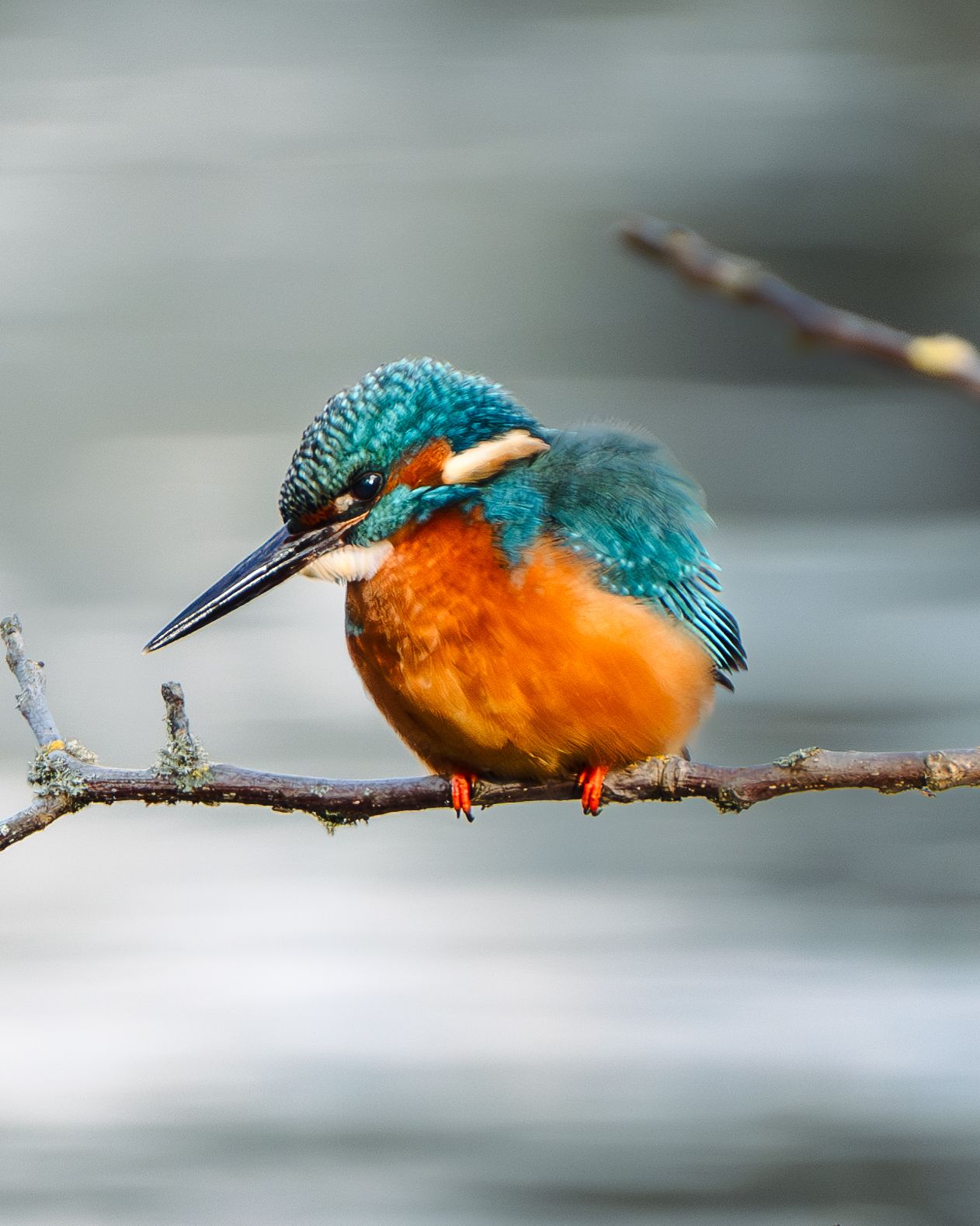 Vibrant kingfisher with turquoise feathers and orange breast perches on a thin branch over blurred water.