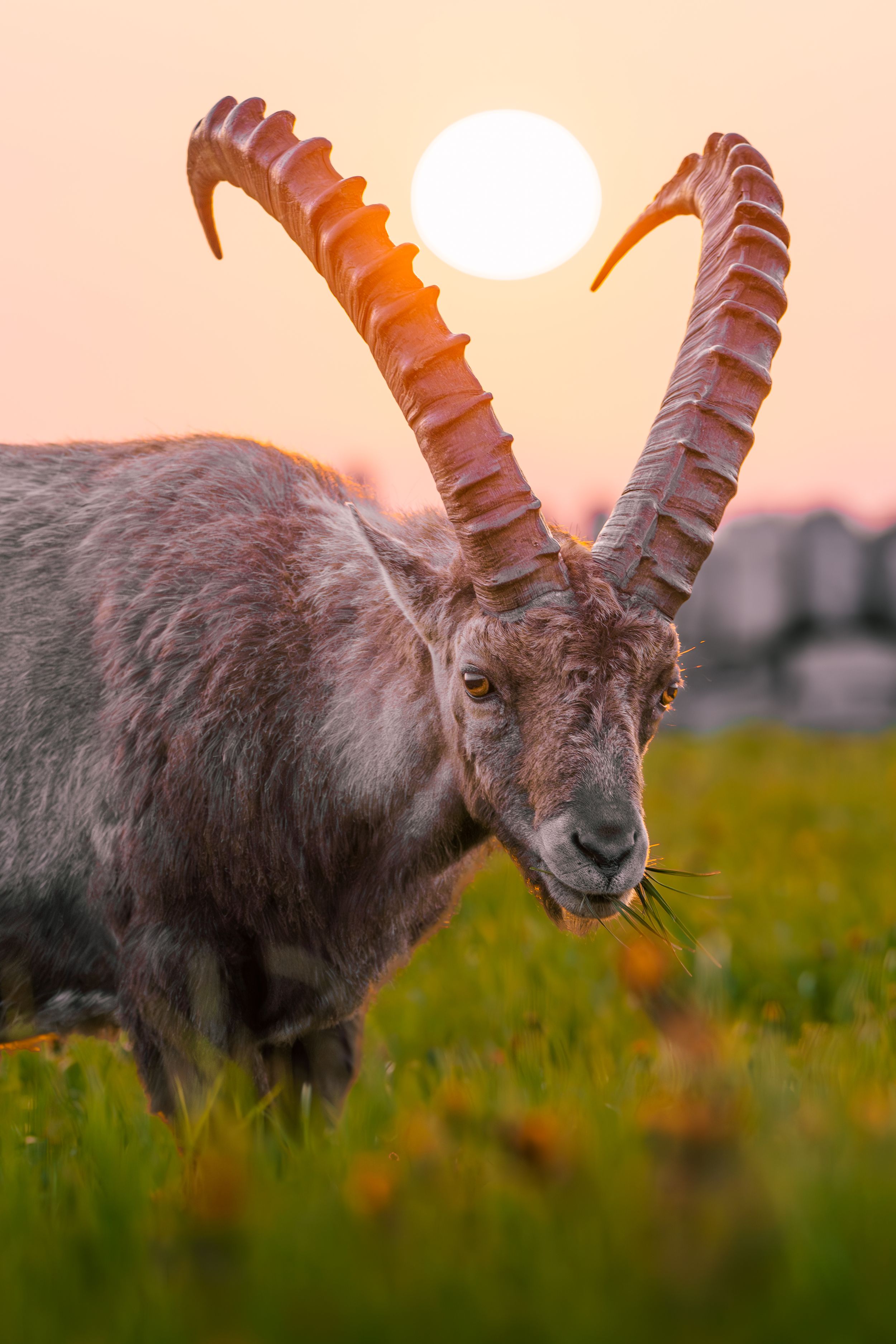 An Alpine ibex with large curved horns backlit by the setting sun.