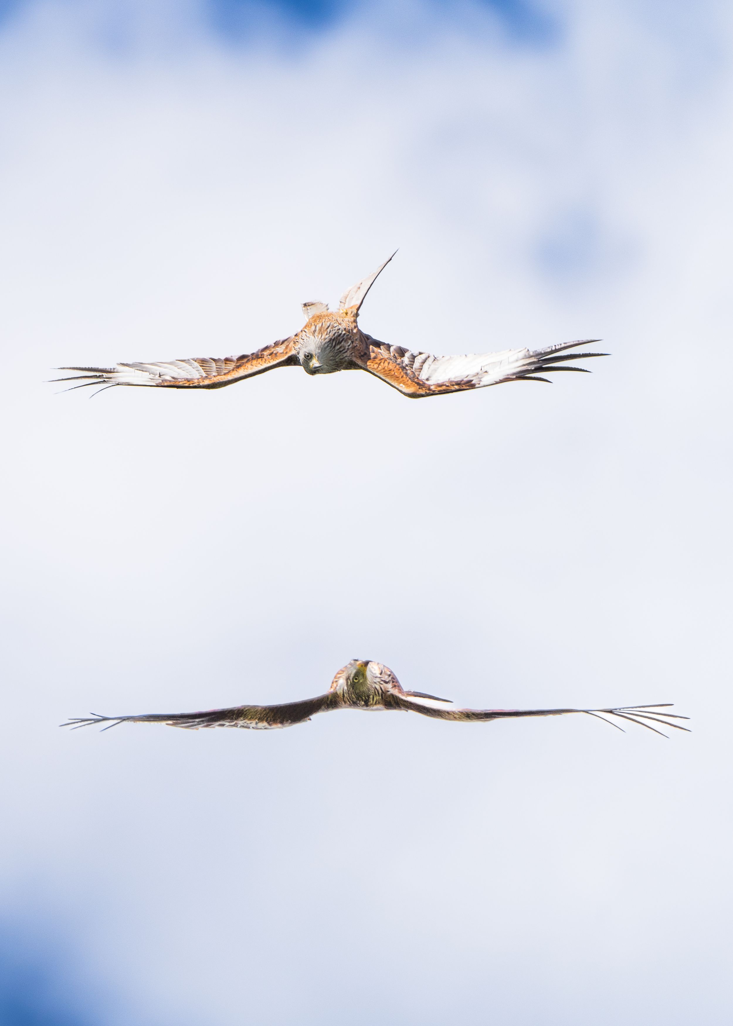 Two birds of prey soar against a cloudy sky, one above the other.