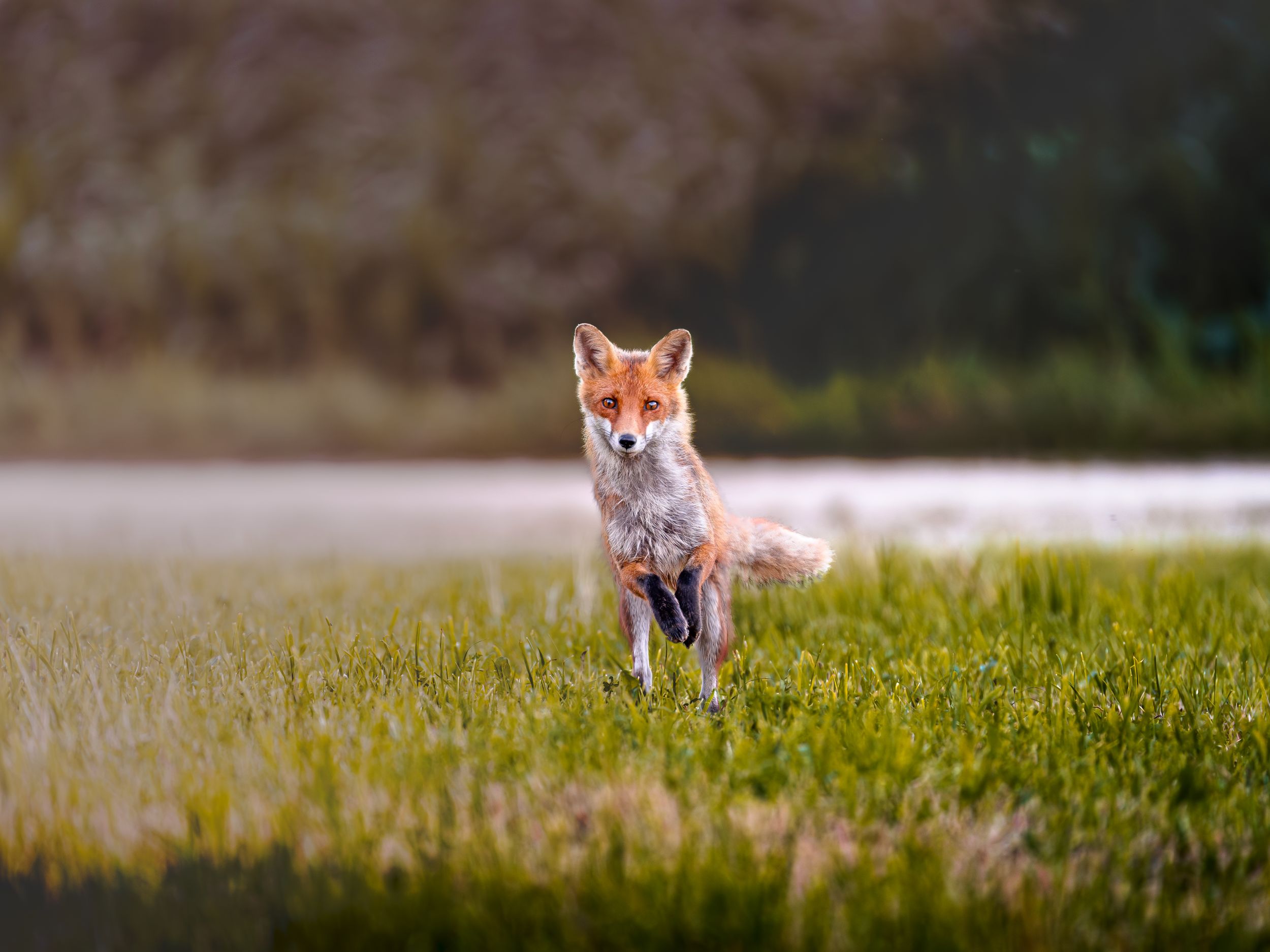 A red fox stands alert in tall grass during golden hour.