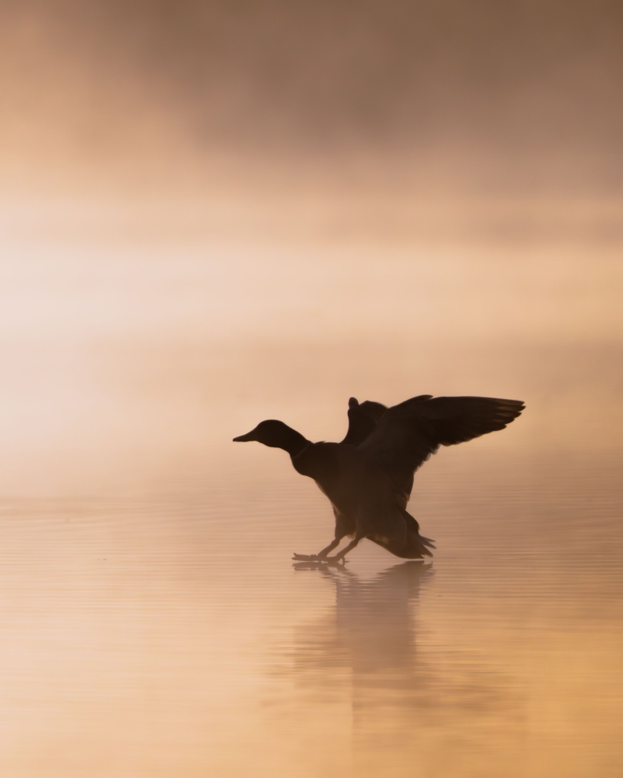 Silhouette of a duck spreading its wings while landing on misty water during a golden sunrise.