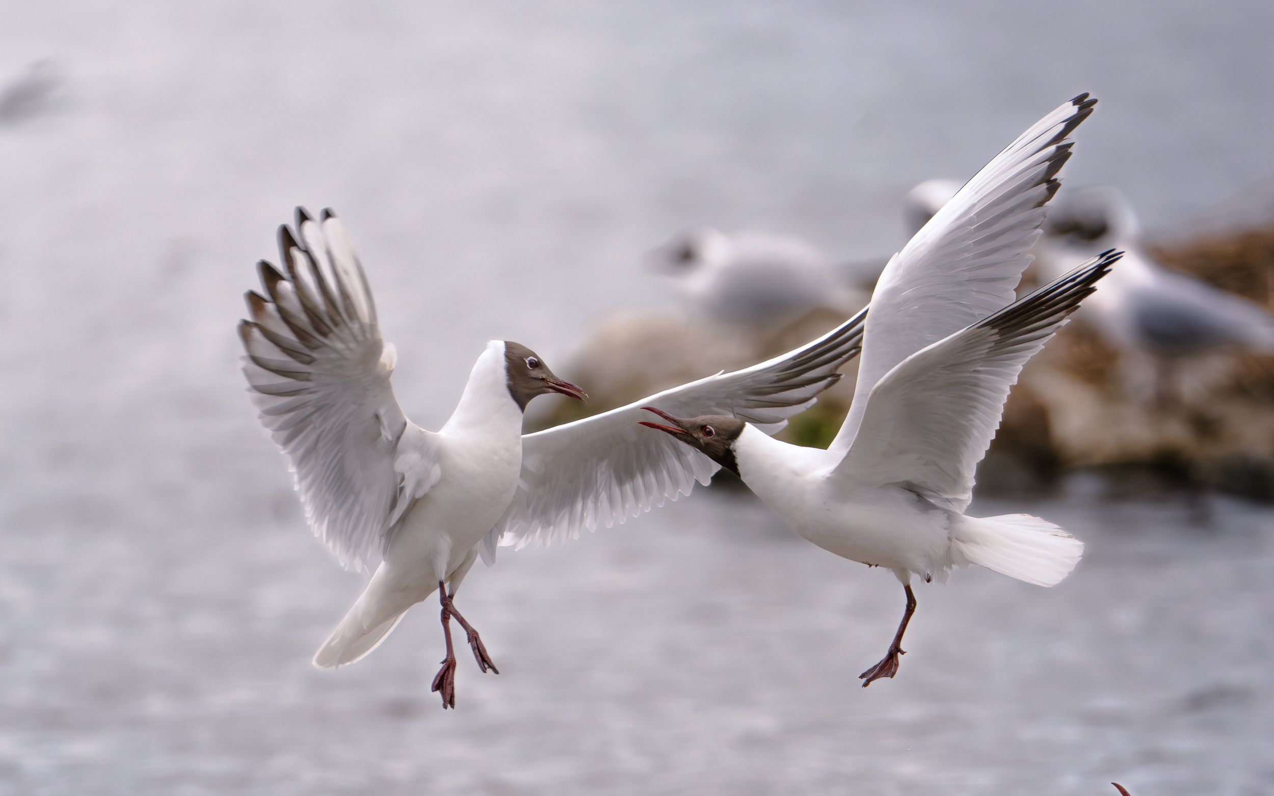 White seagull soars over the water with wings spread wide, captured in a series of graceful flight positions.