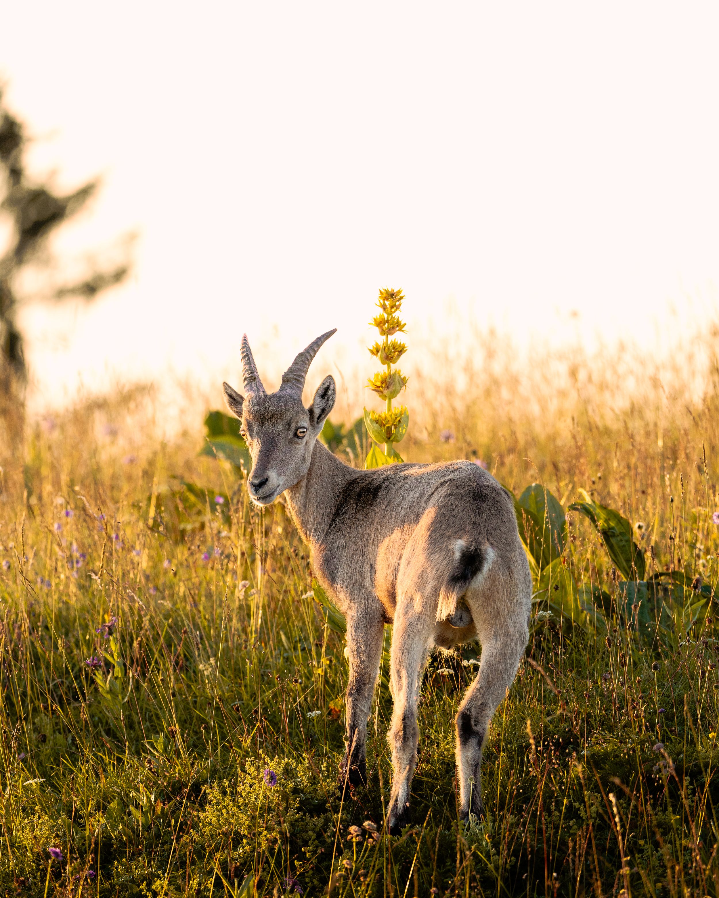 A young mountain goat stands in golden sunlit grass at sunset.