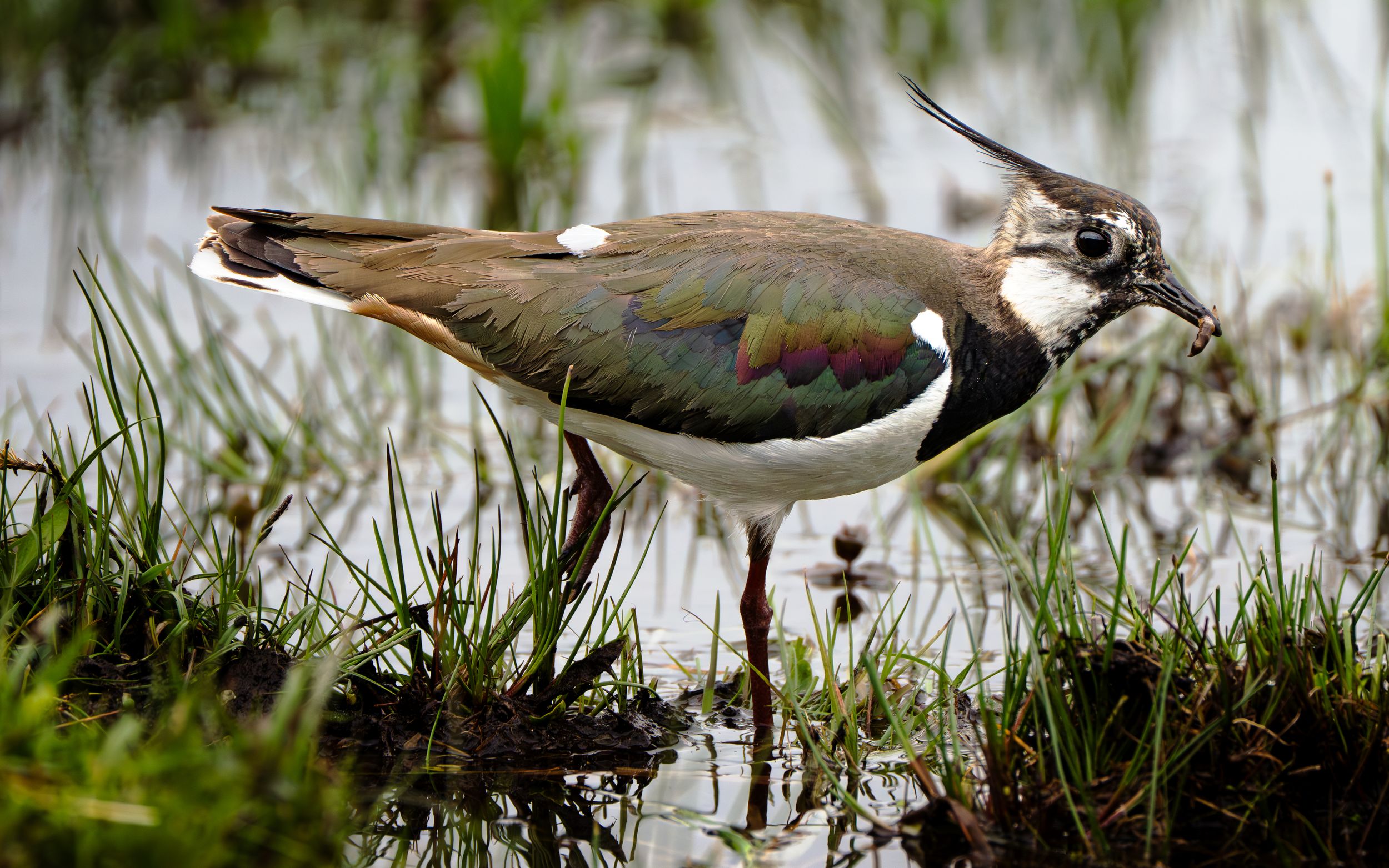 Lapwing bird standing in shallow water among grass, displaying distinctive crest and wing markings.