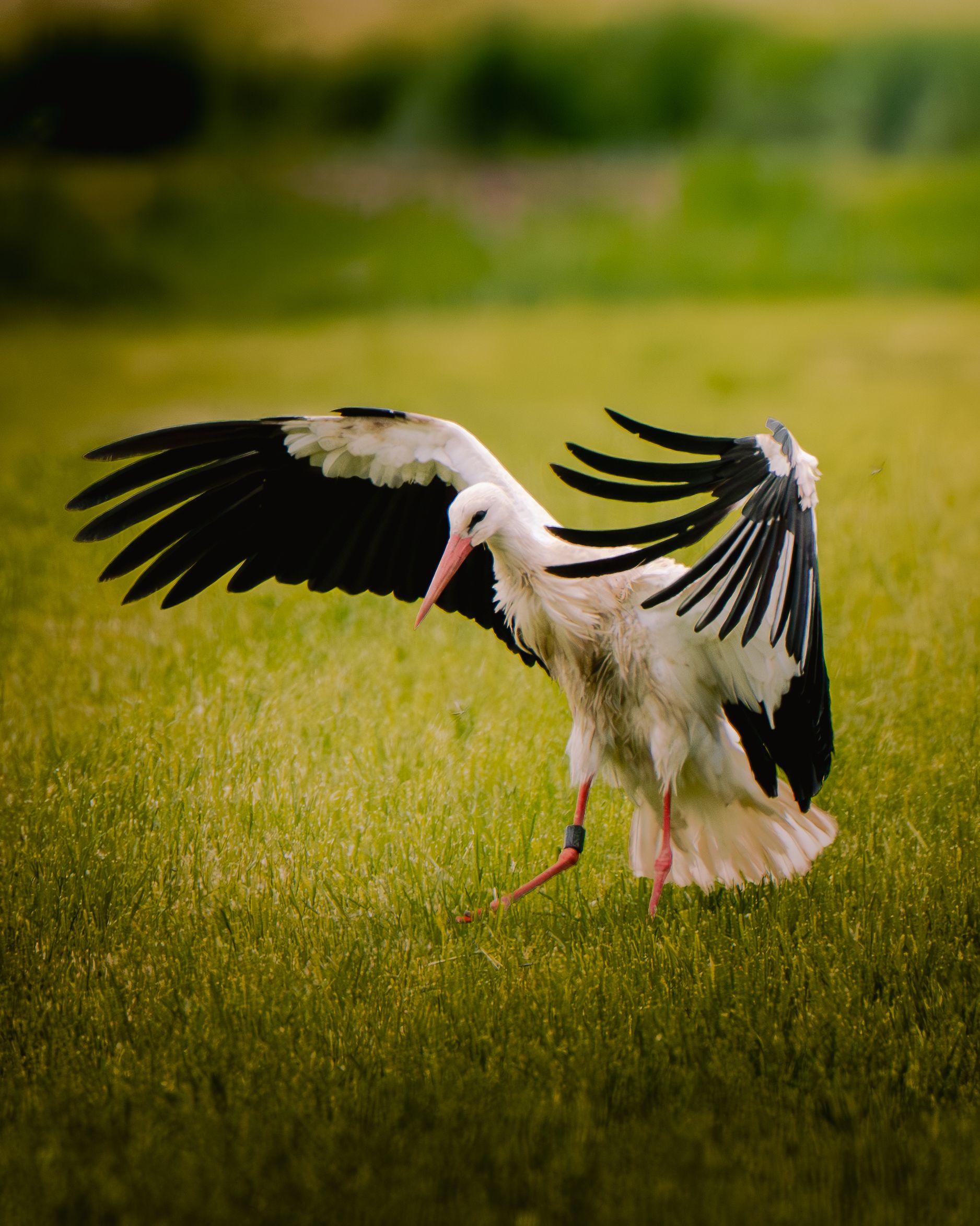 A white stork lands gracefully on a grassy field with wings fully spread, displaying its black and white feathers.